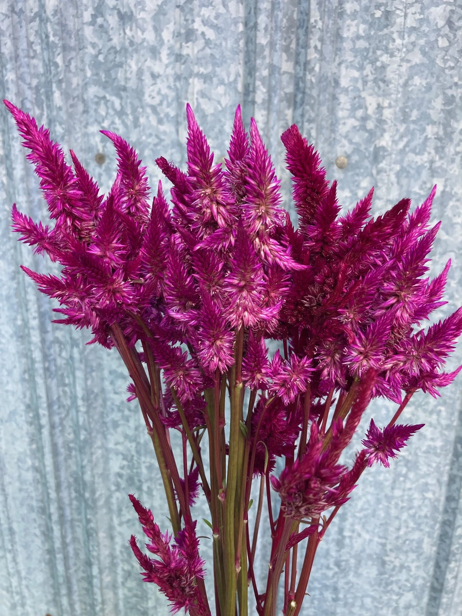 purple Celway celosia