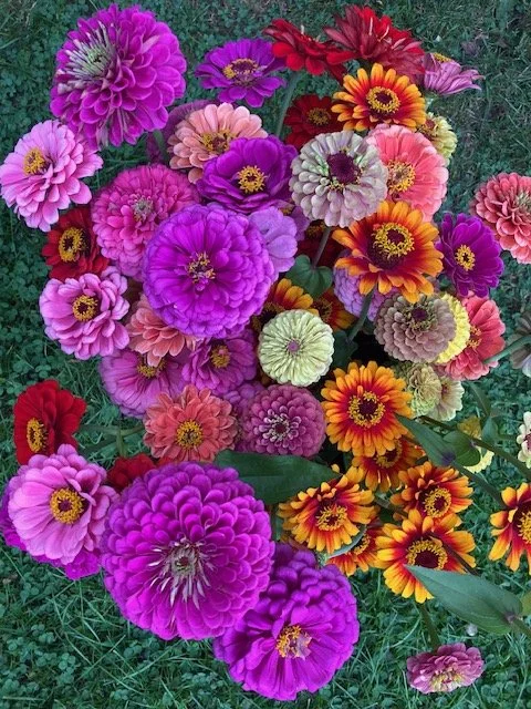 bucket of zinnias used in these bouquets