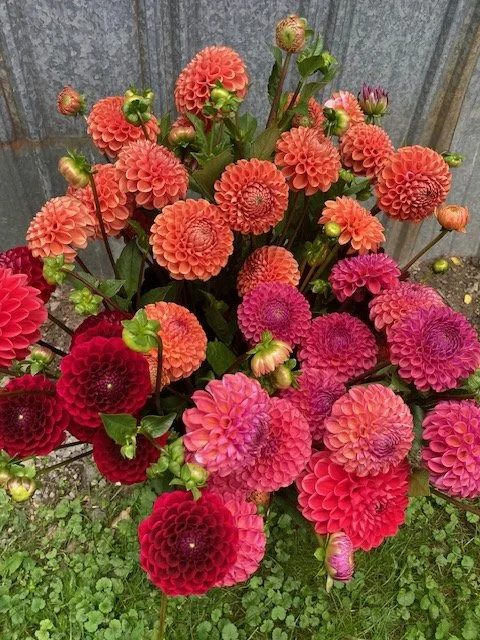 bucket of dahlias used in these bouquets