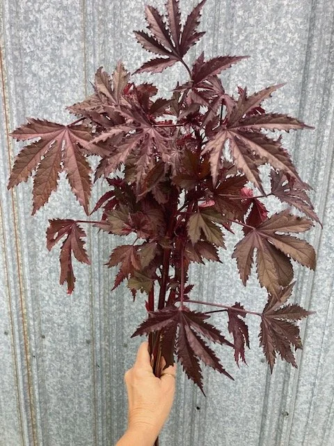 mahogany splendor hibiscus