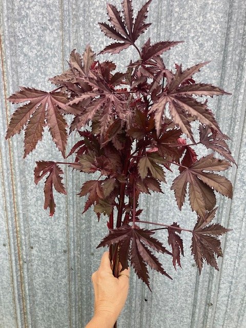 mahogany splendor hibiscua
