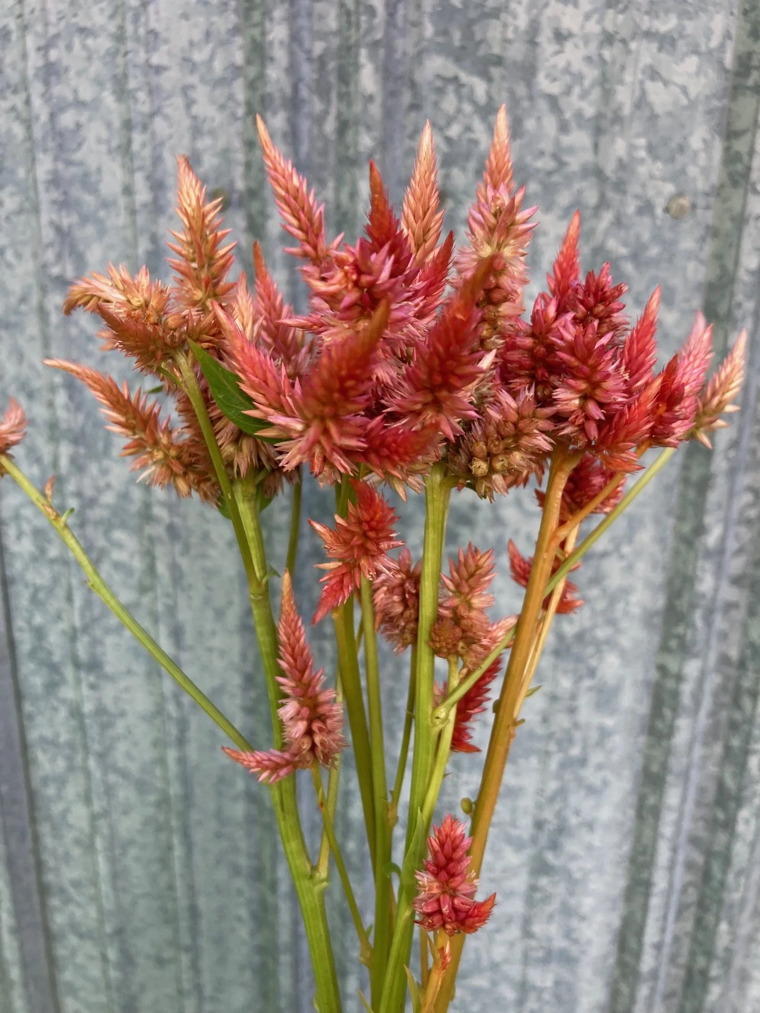 Celway celosia - terracotta