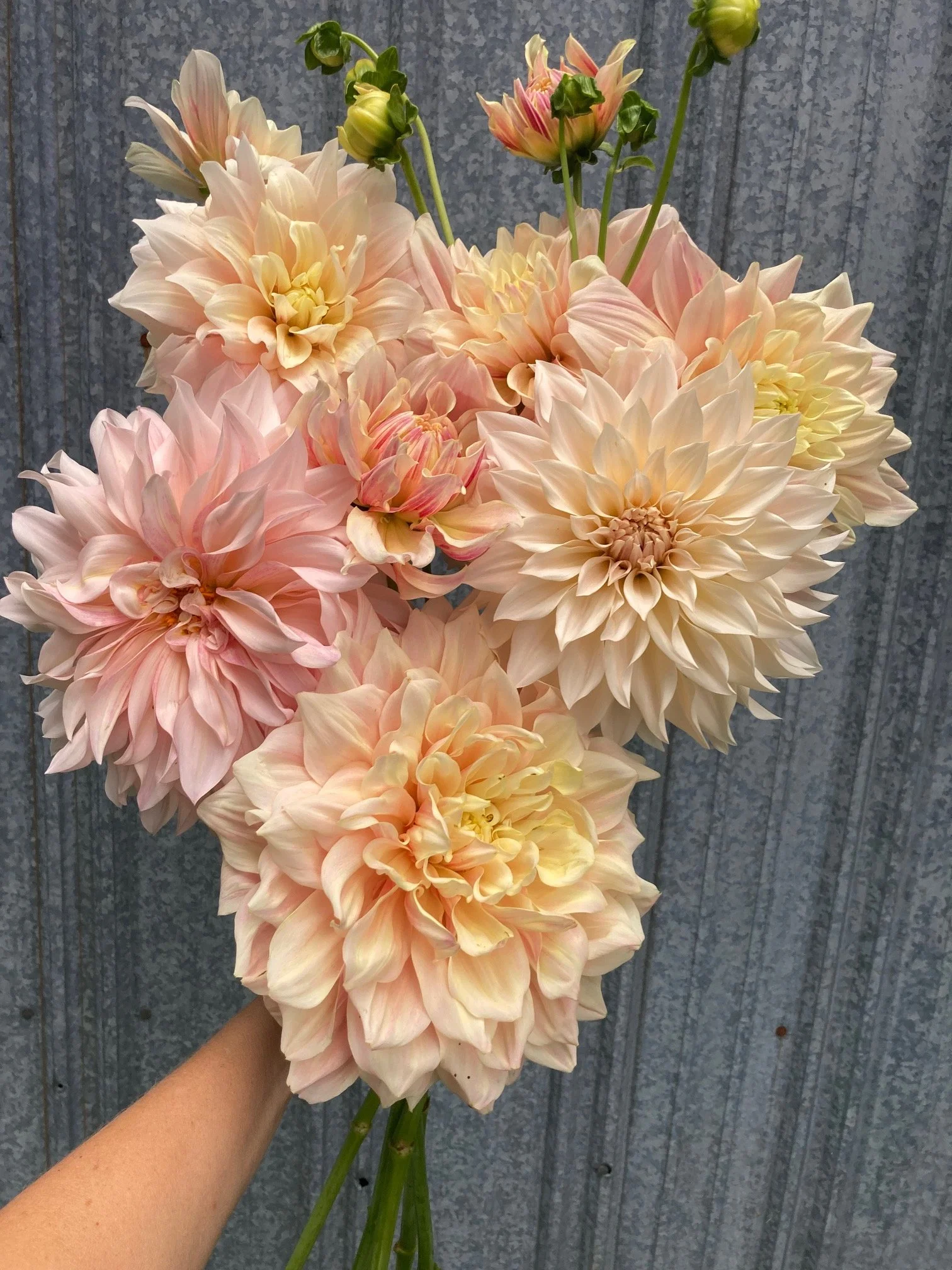 cafe au lait dahlias