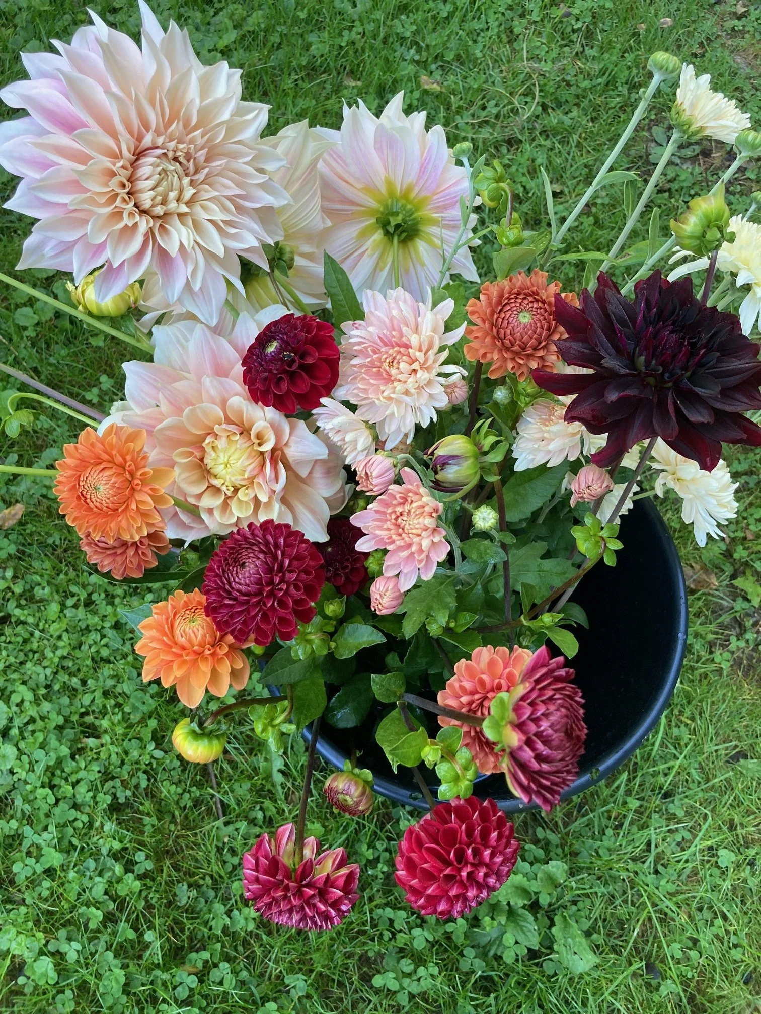 bucket of assorted dahlias