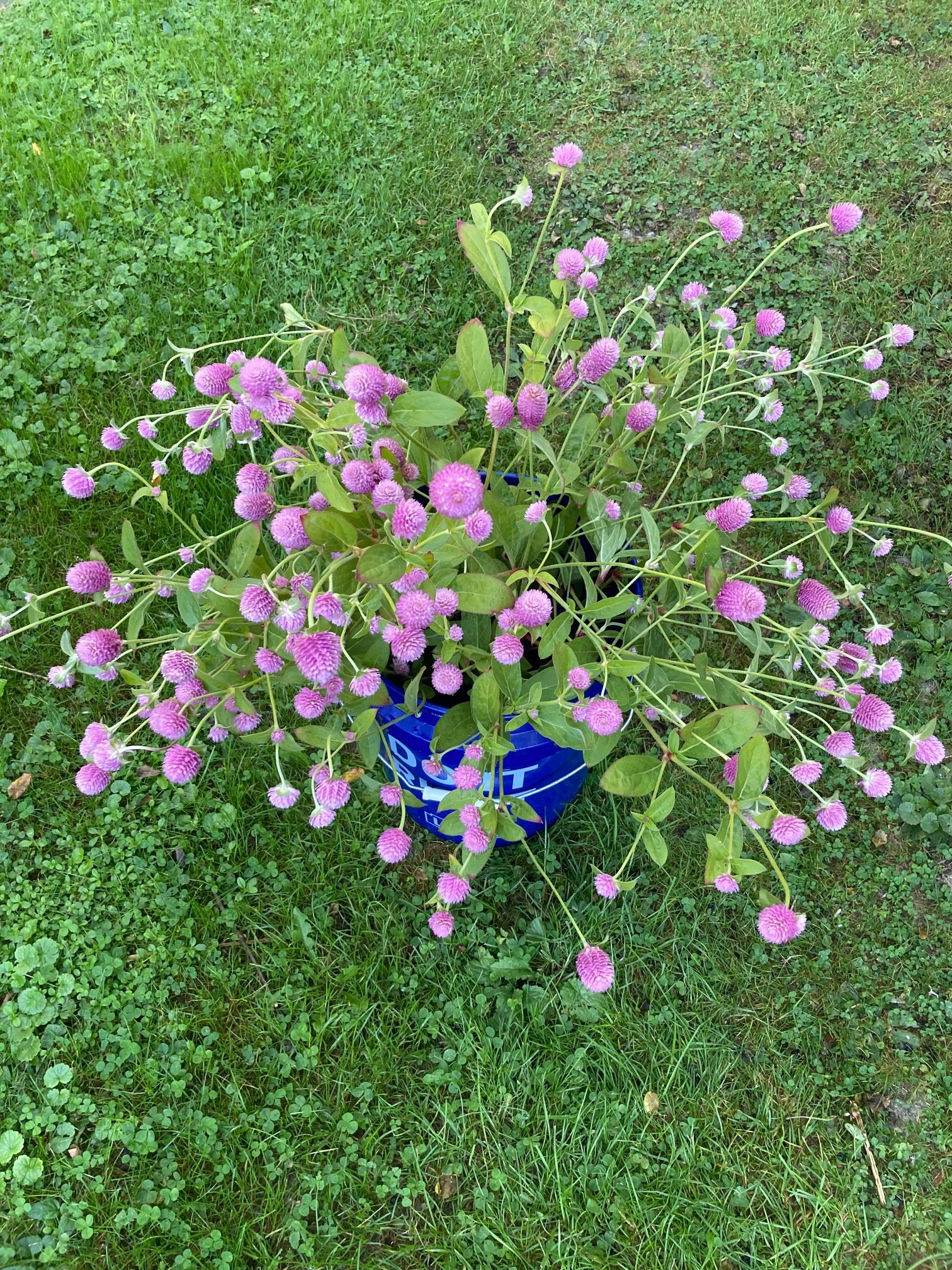 pink gomphrena