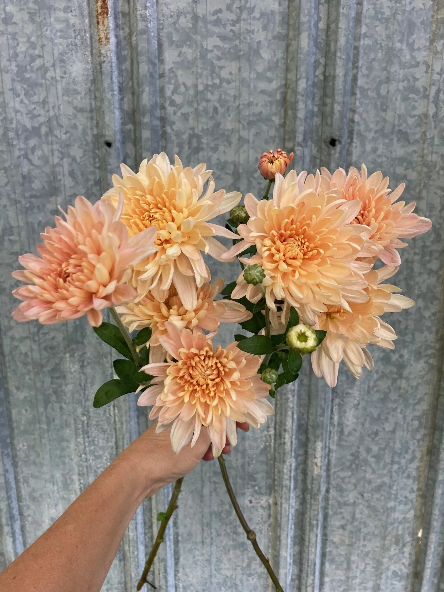 chrysanthemum - Jessica Louise