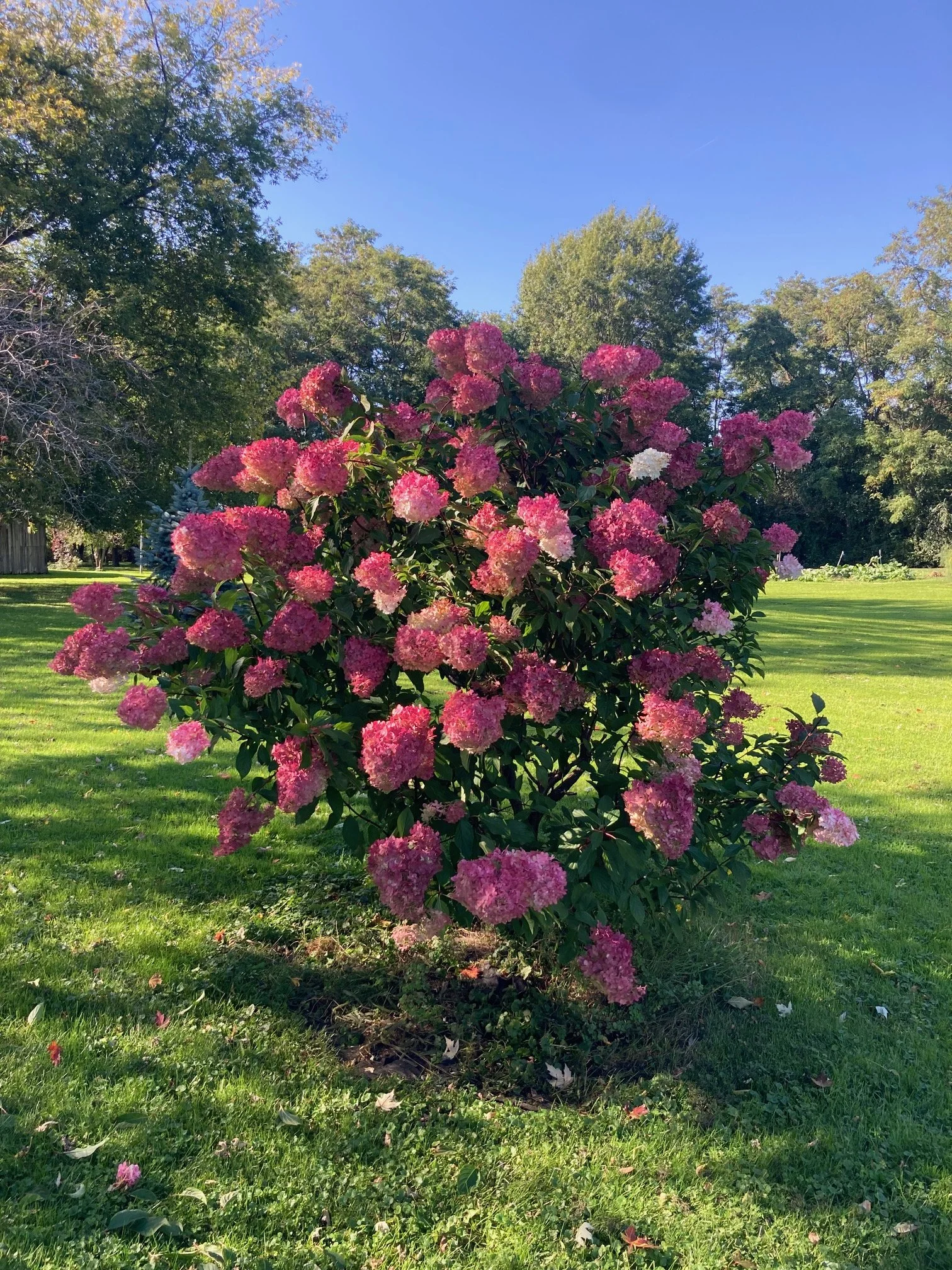 Vanilla Strawberry Hydrangea