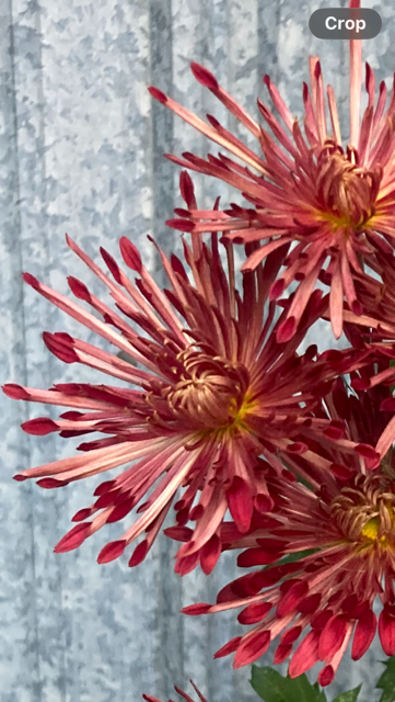 close-up of Red Carousel mum