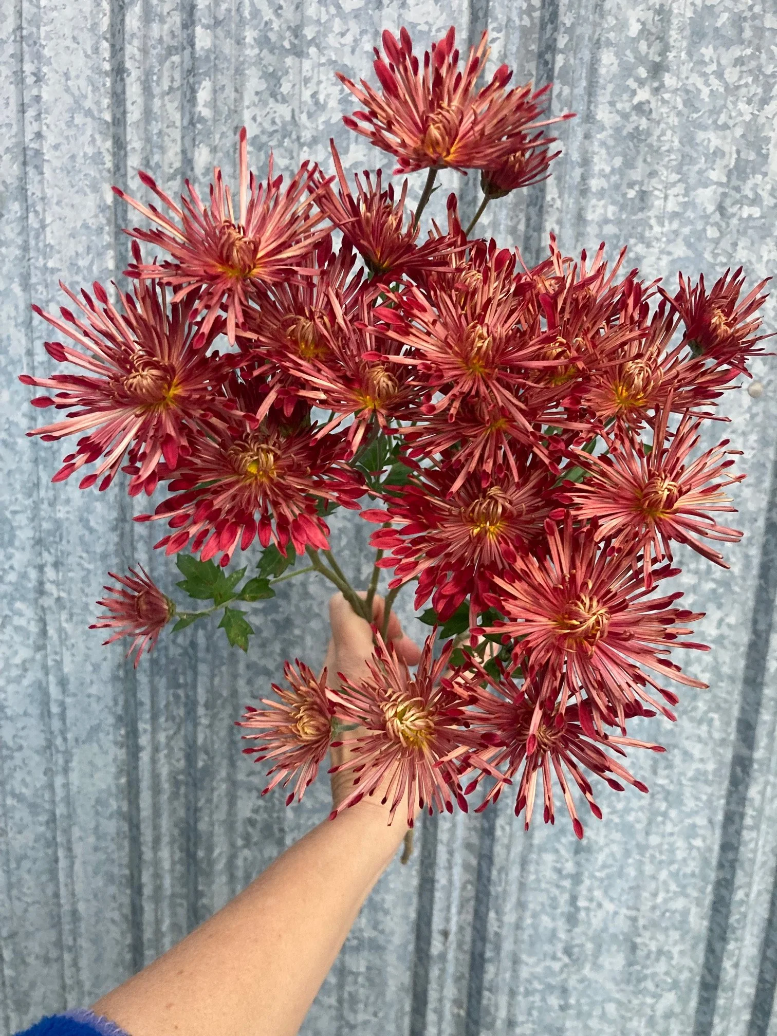 Red Carousel mum