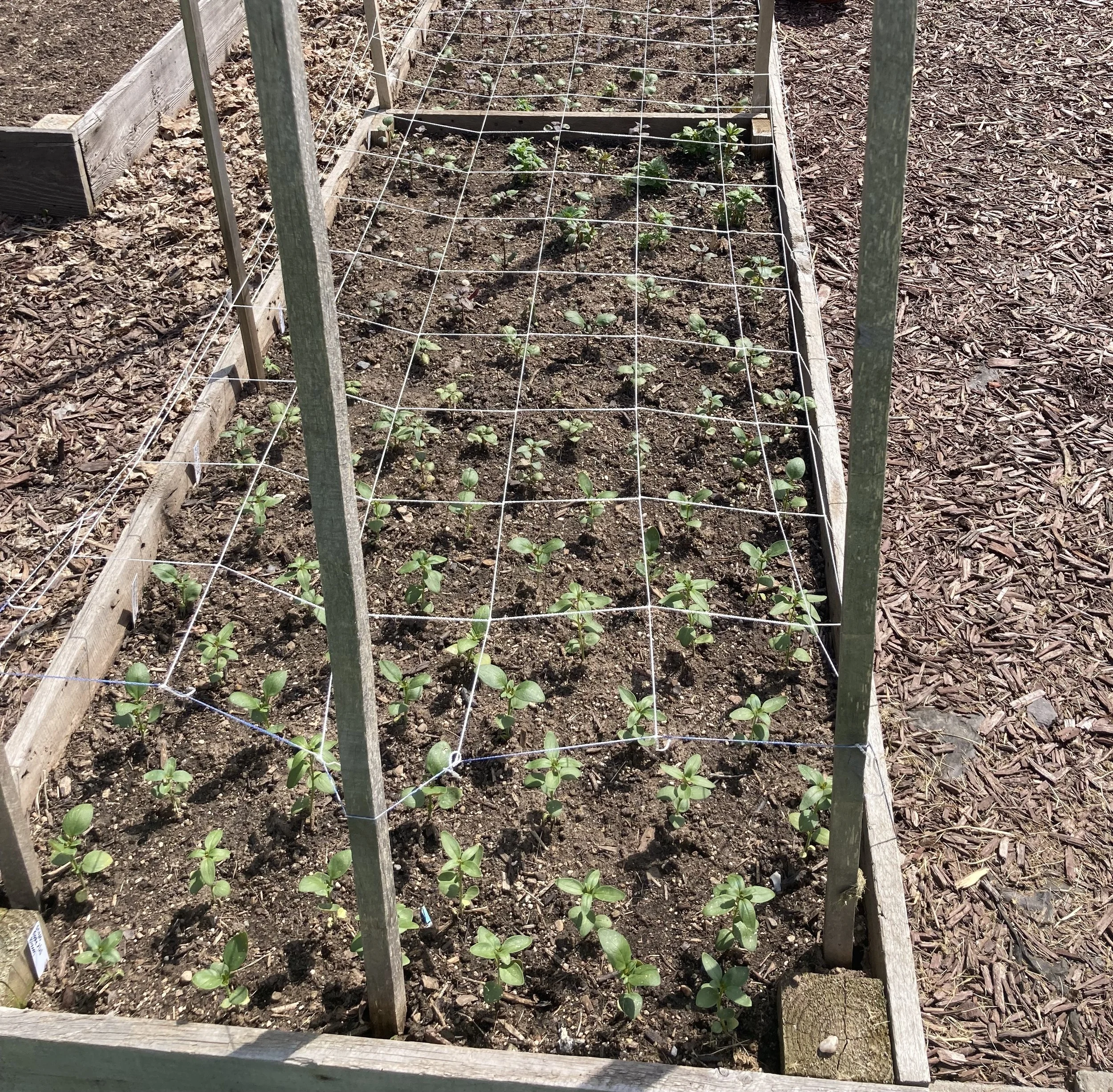 May 22 - snapdragons with support netting