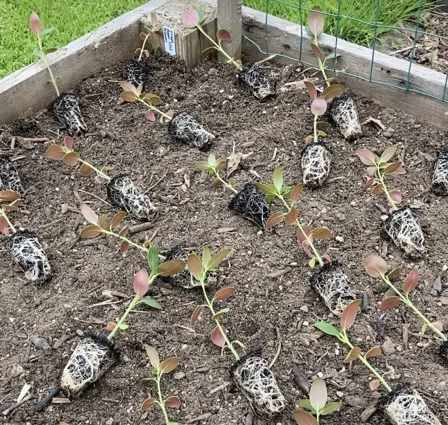 April 28 - snapdragon seedlings ready to plant out, see all the roots?
