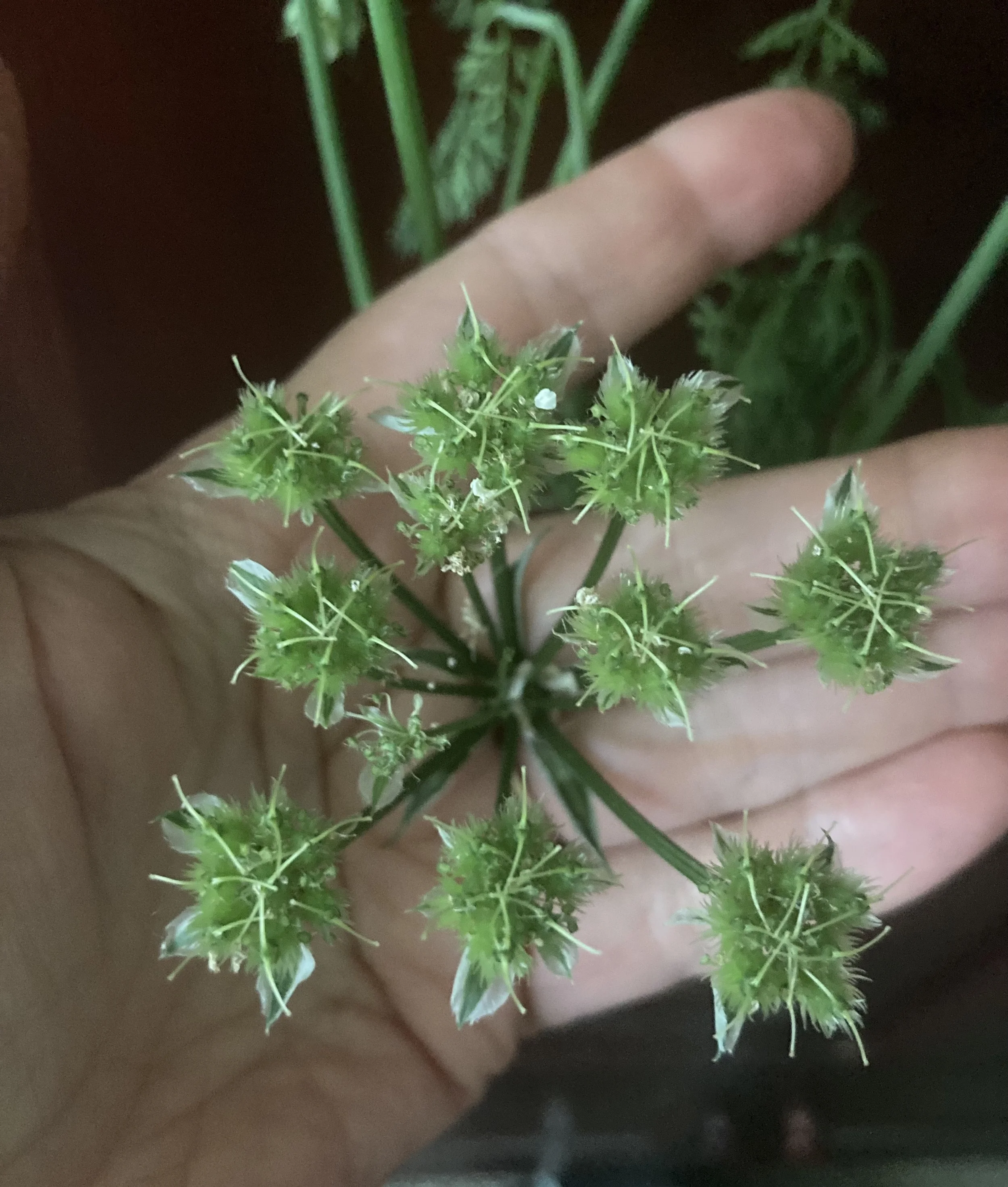orlaya seed pod