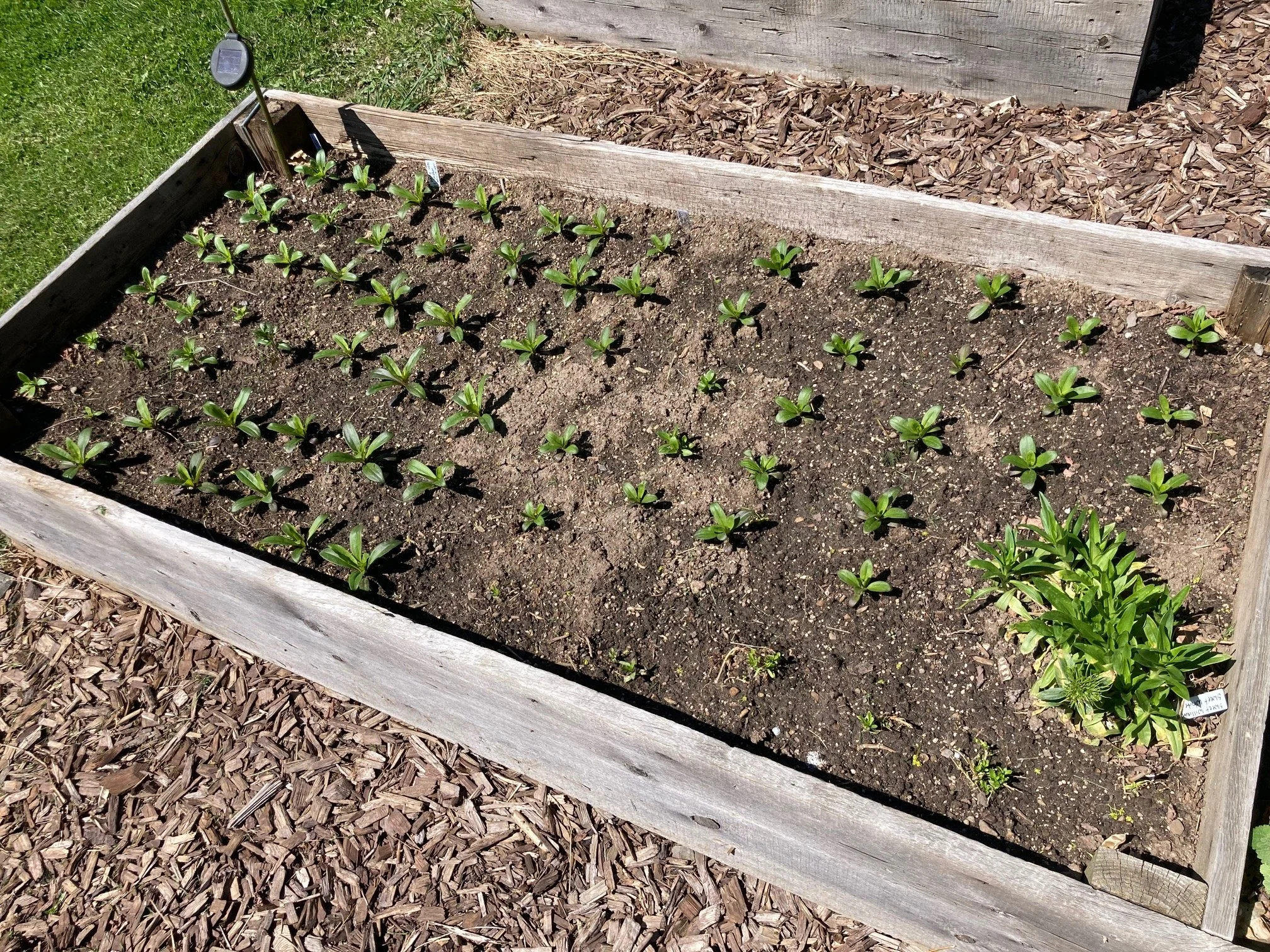 April 28 - Sweet William bed