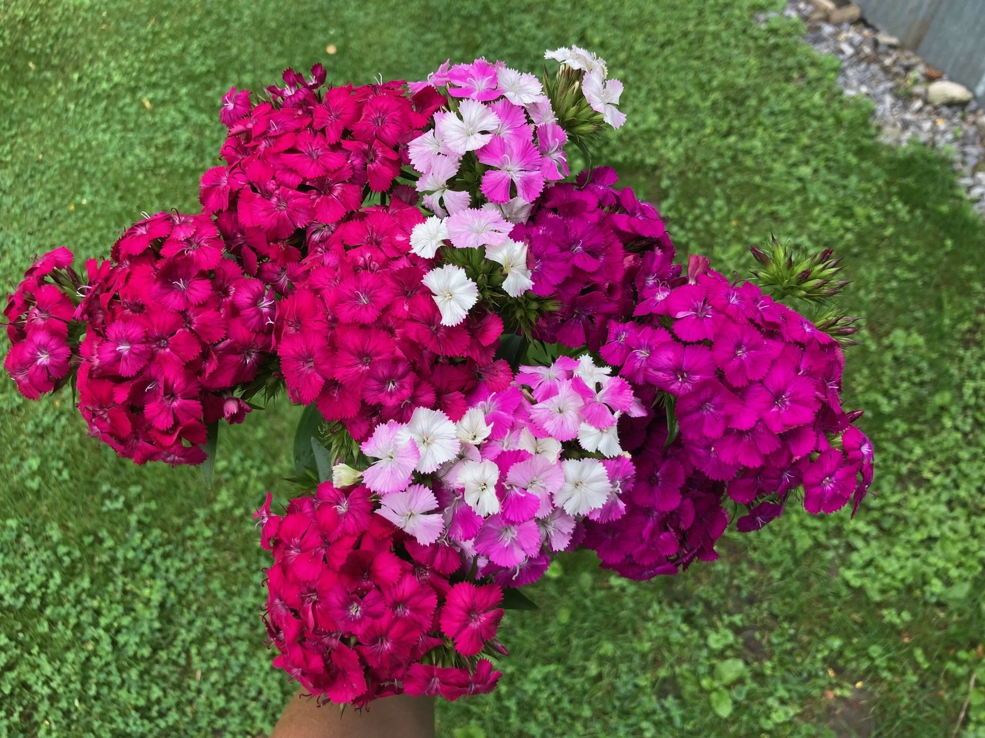 July 8 - 3 varieties of Sweet William - Amazon Rose on left, Amazon Lavender Magic in middle, Amazon Purple on right