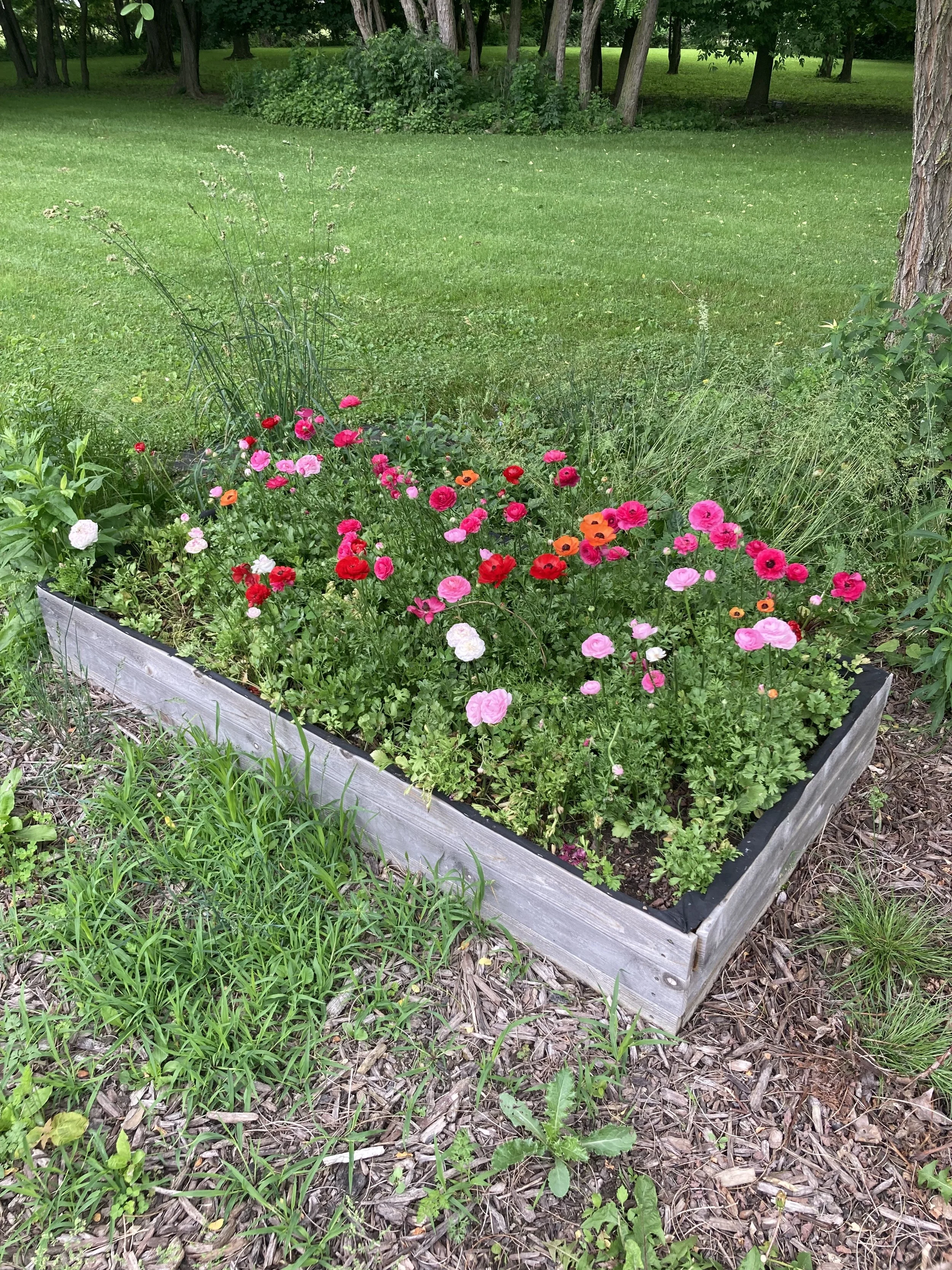ranunculus in bloom, this is from 2024
