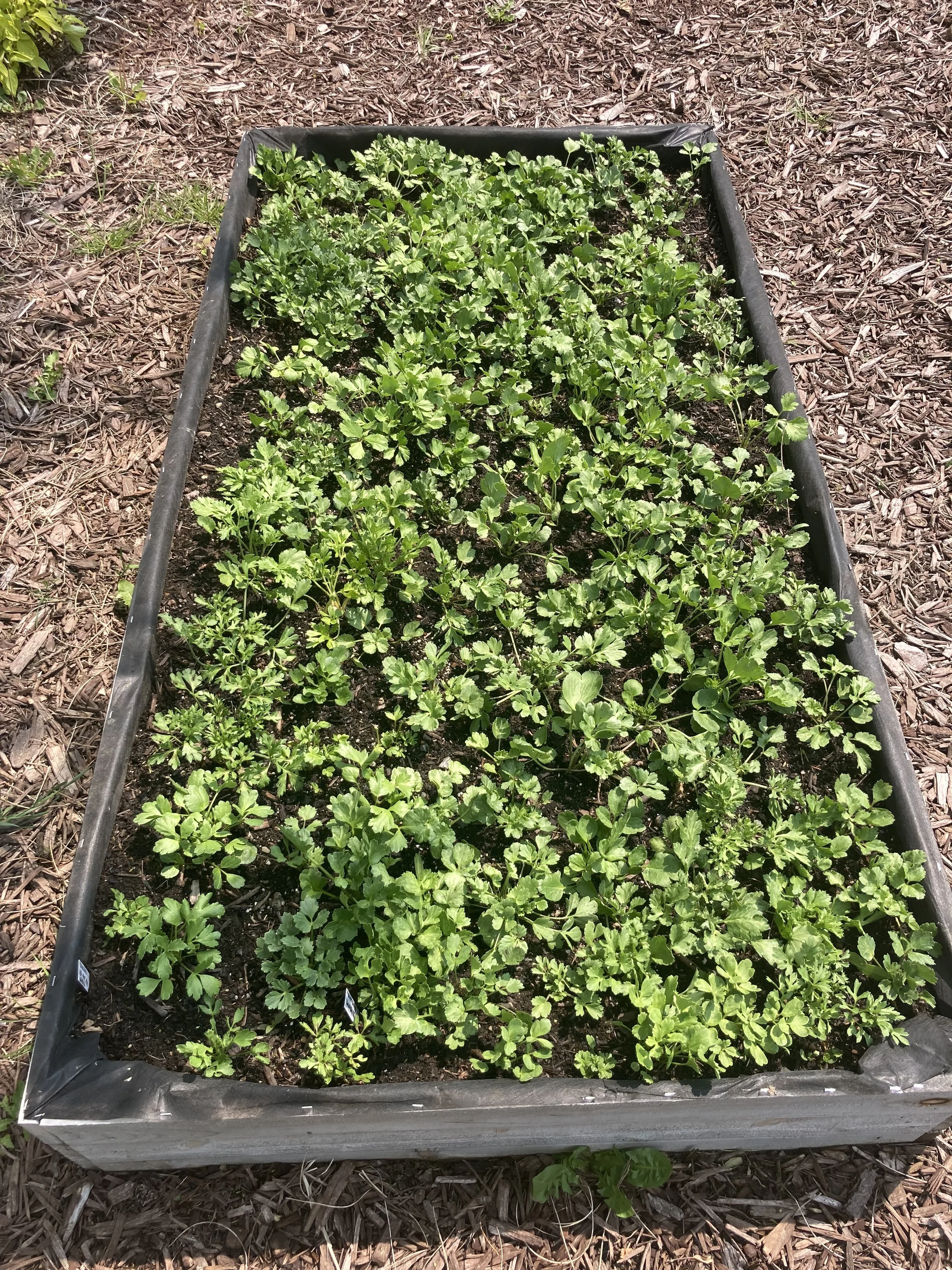 ranunculus May 21, 2023 - I hardly got any blooms out of this bed because it got too warm and the plants shut down and quit blooming