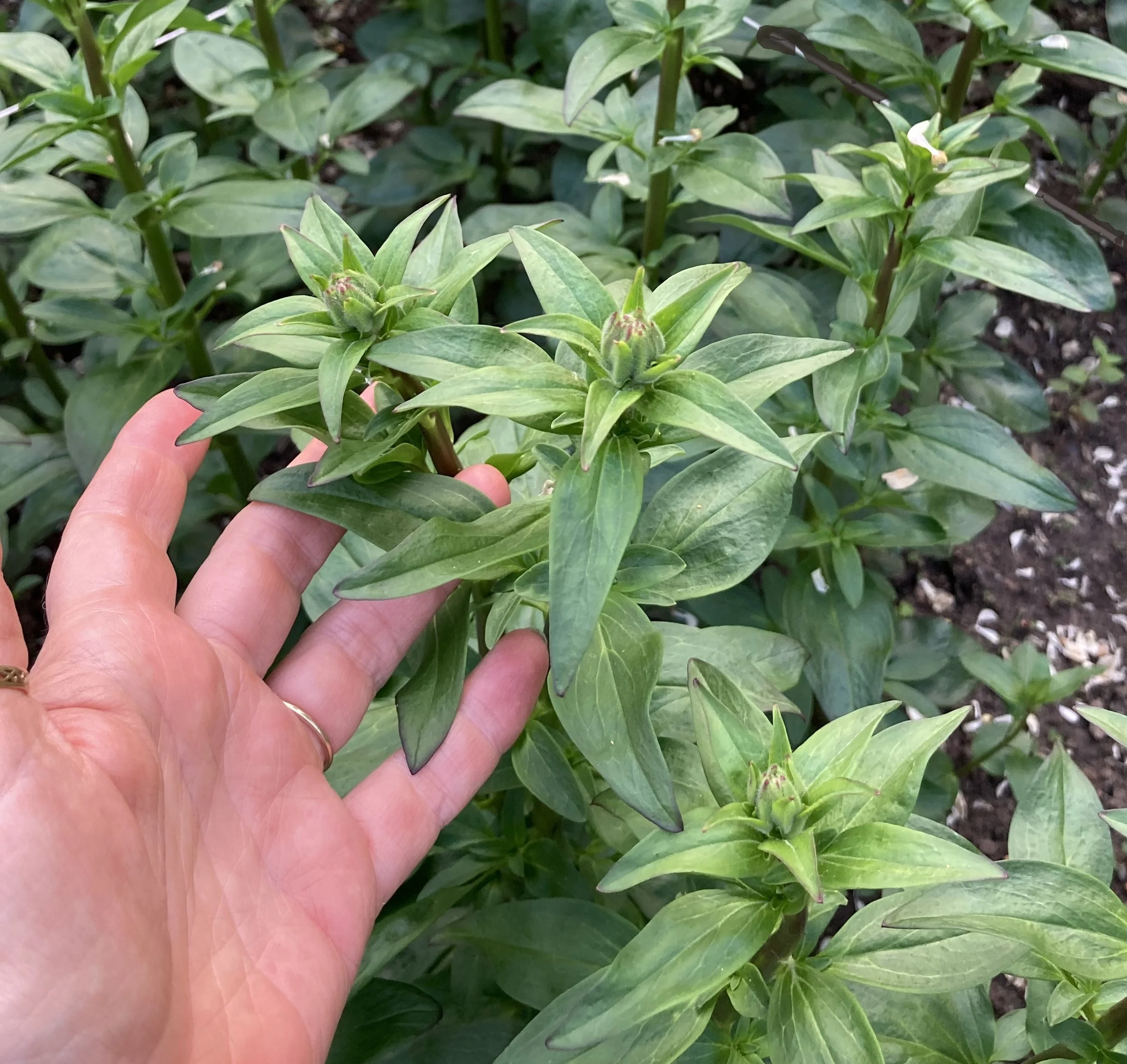 June 21 - starting to form buds