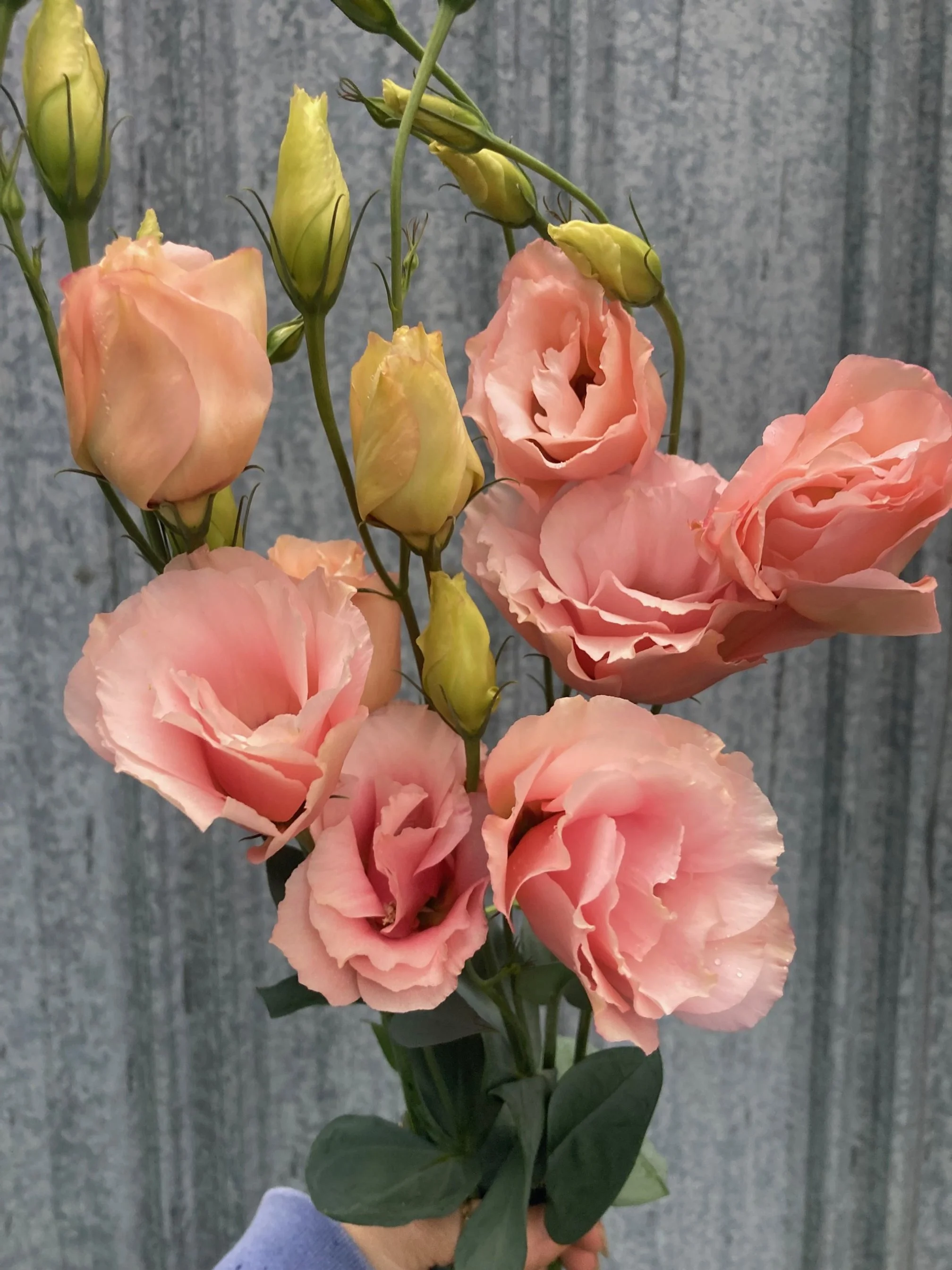 lisianthus