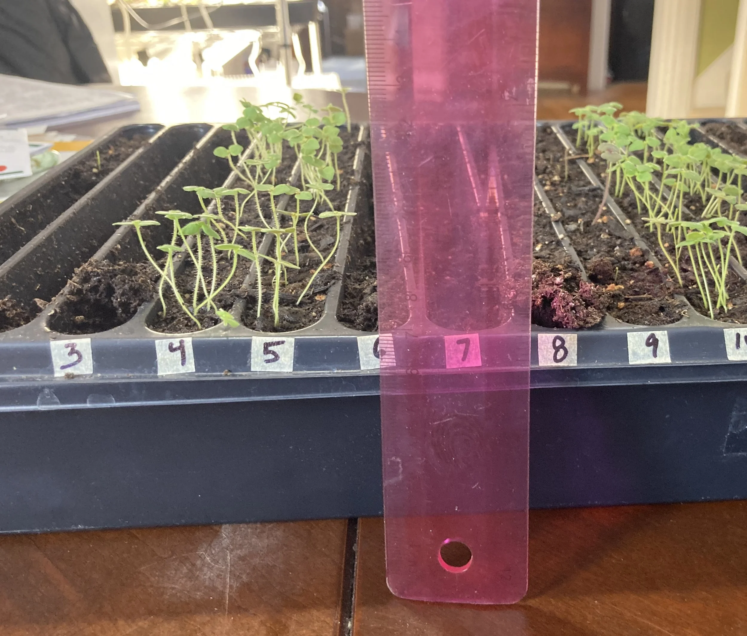 March 12th - look how much they've grown in one week, the pink stripe is a ruler