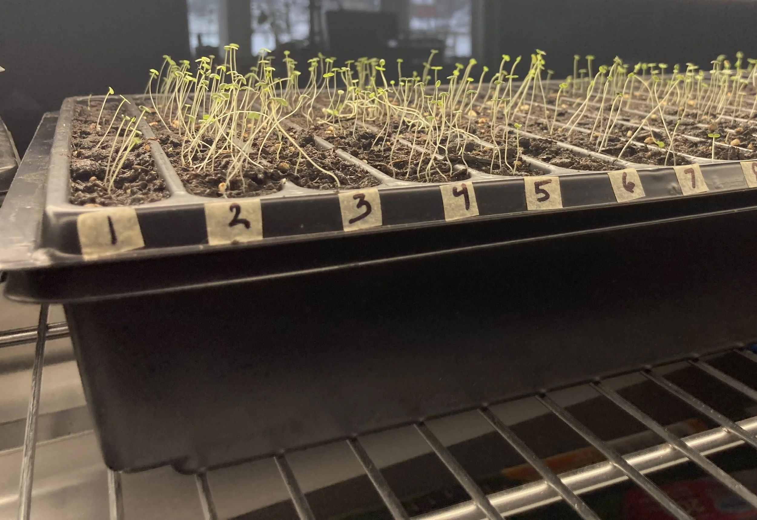 March 5th - snapdragons - I left the humidity dome on too long and they became spindly 