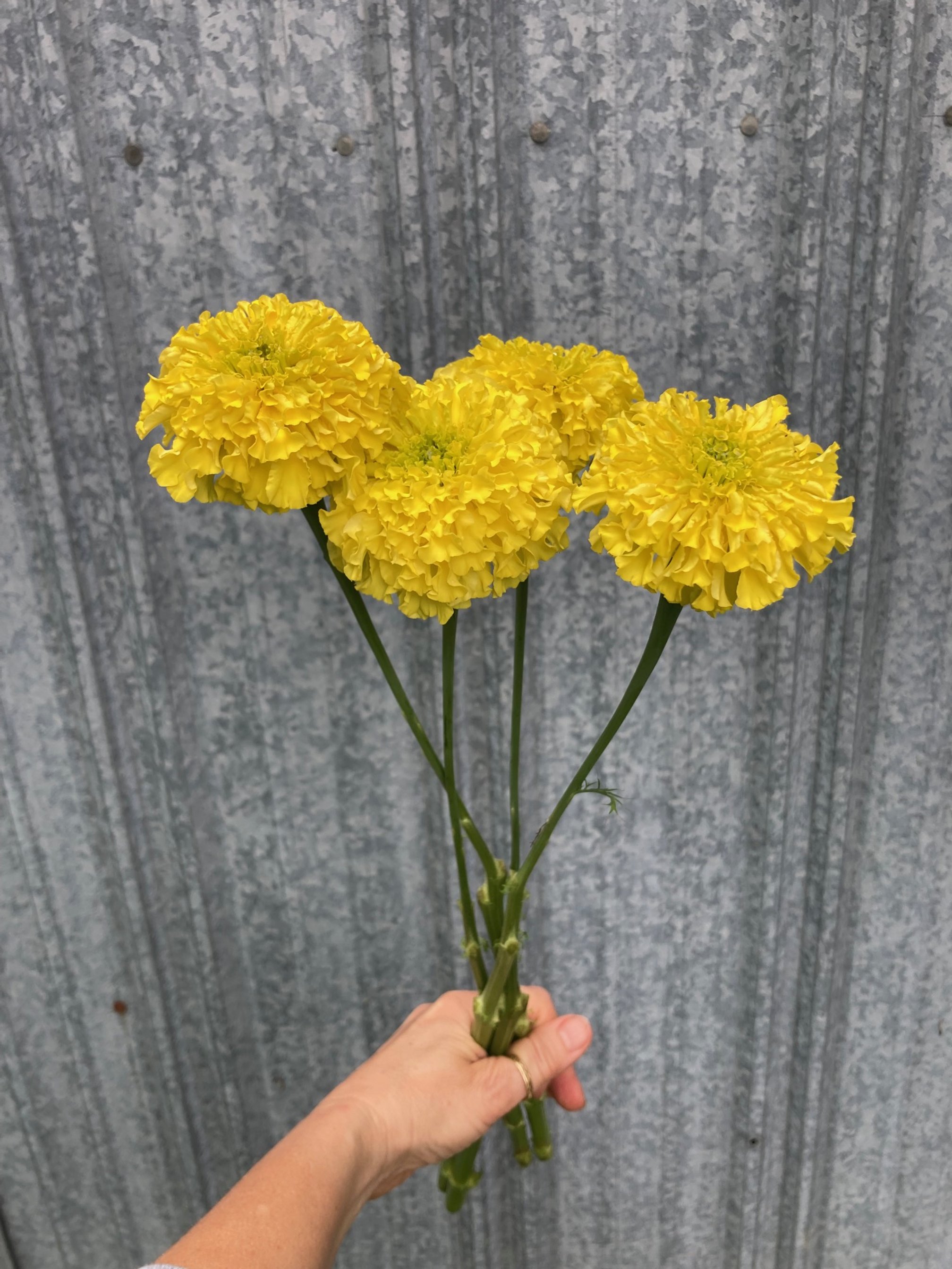 first marigolds of the season