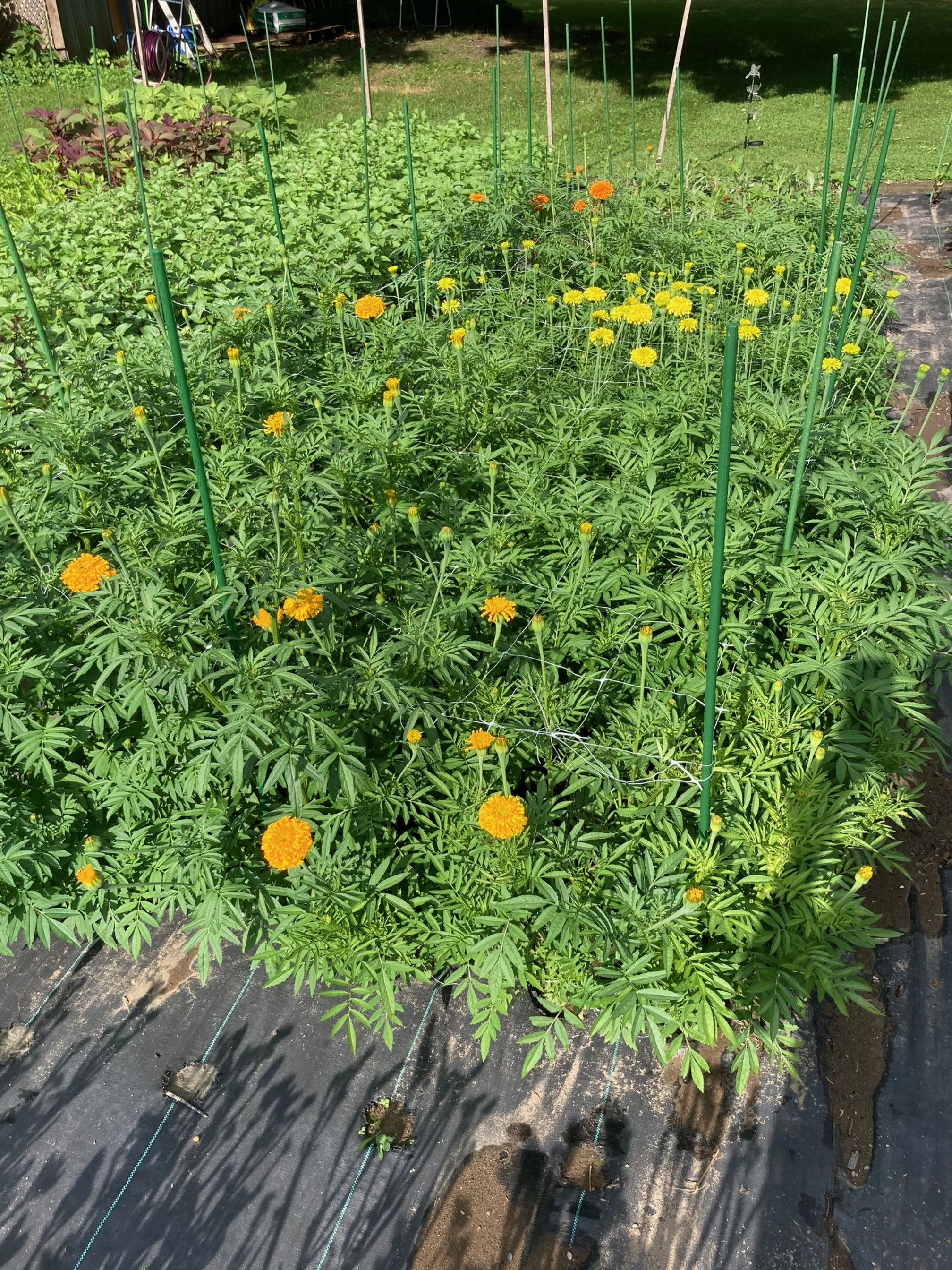 July 7 - marigolds