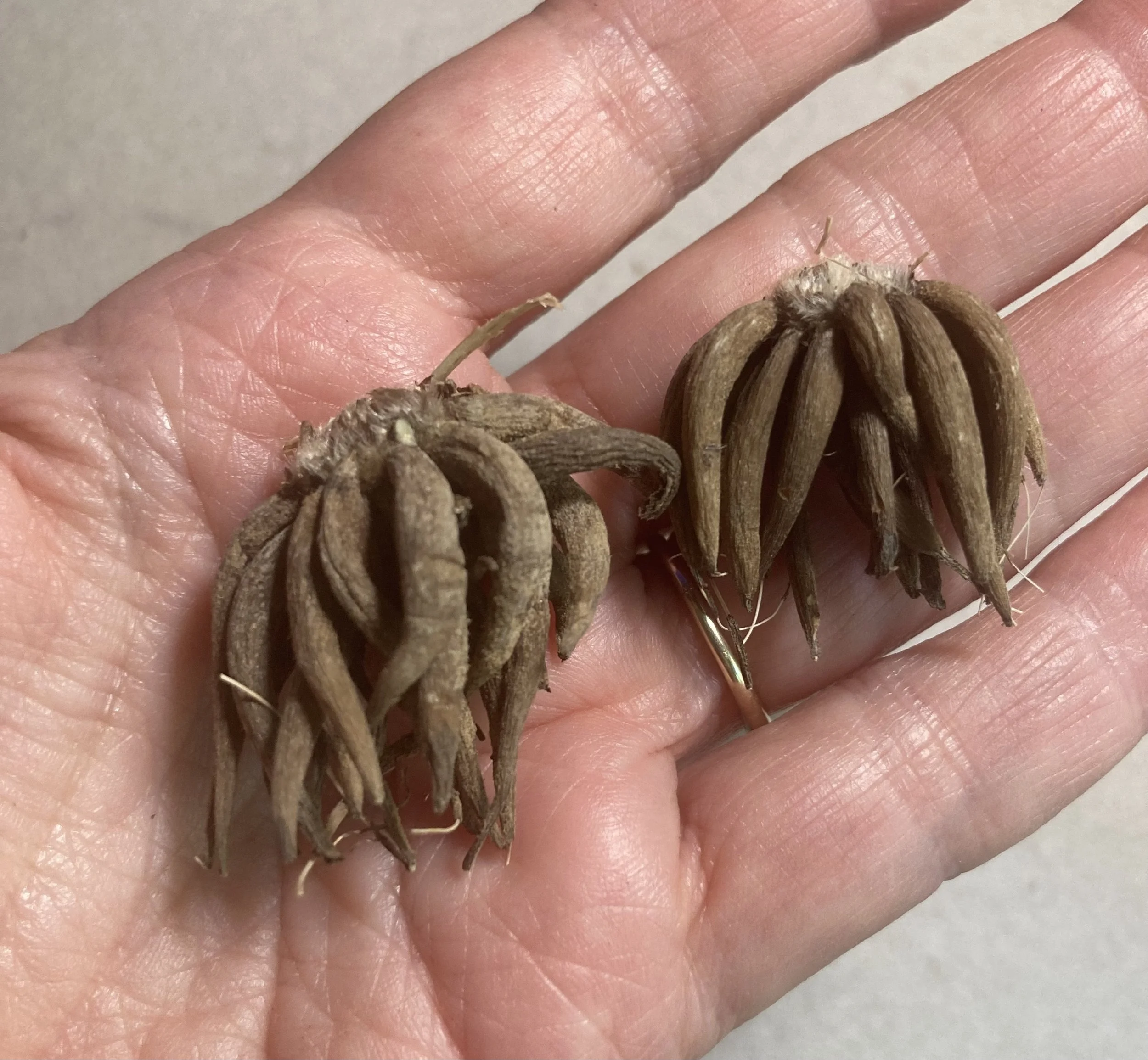 ranunculus corms