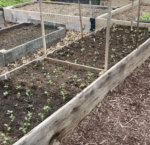 April 28 - all planted