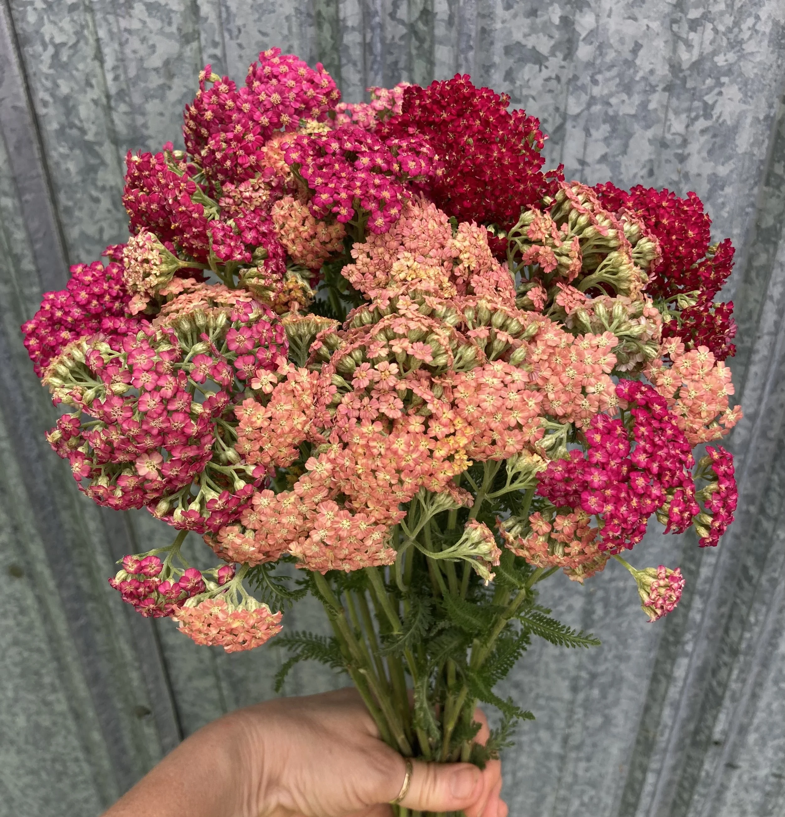 yarrow - red and apricot