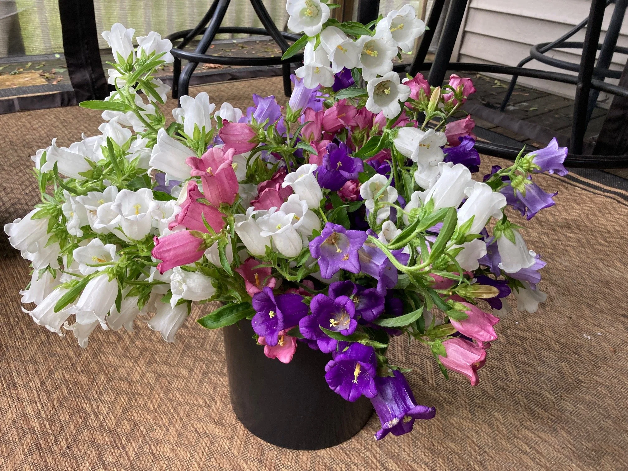 bucket of 4 diff color canterbury bells.jpg
