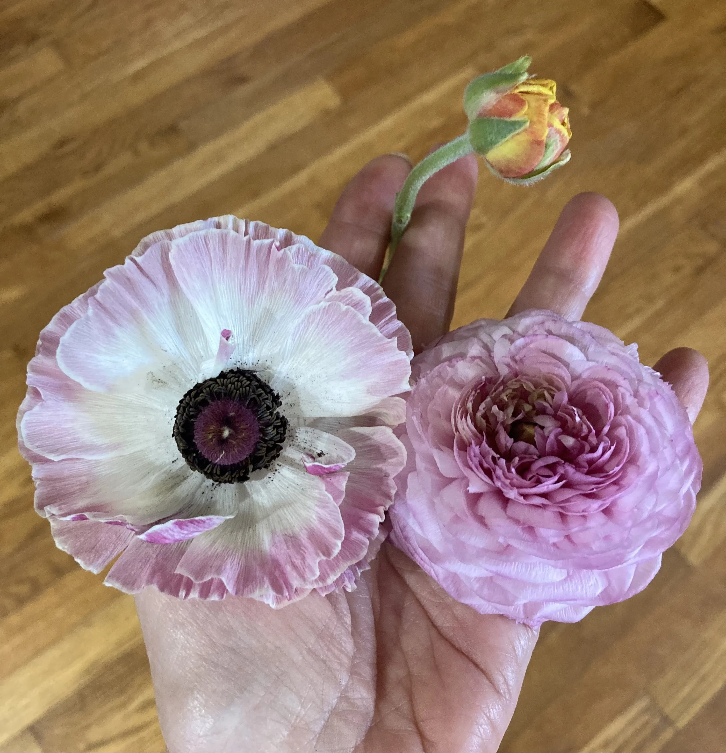 ranunculus - 2 different bloom types plus one in bud stage