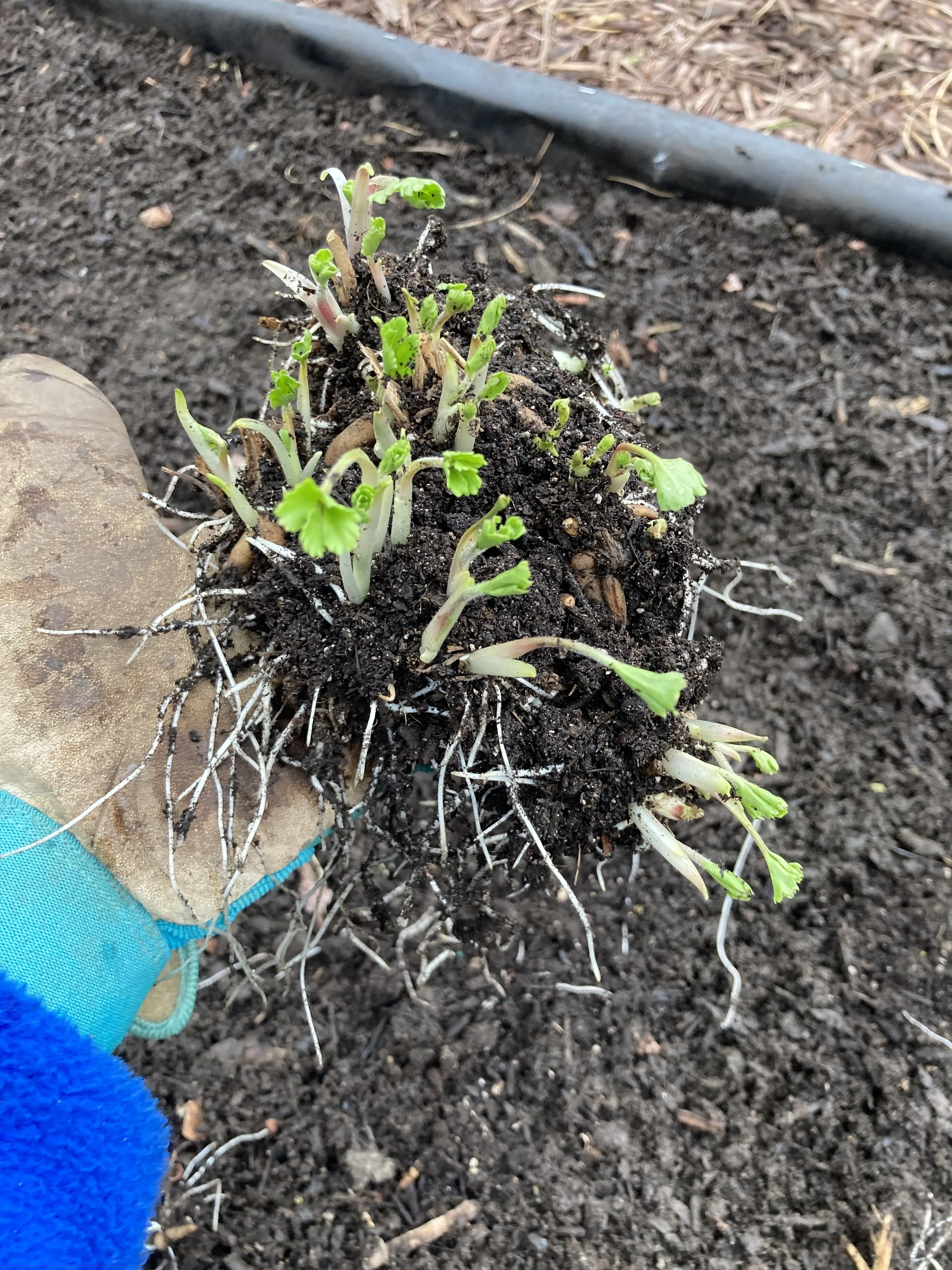 several ranunculus corms in my hand, I pull these apart and plant each corm individually