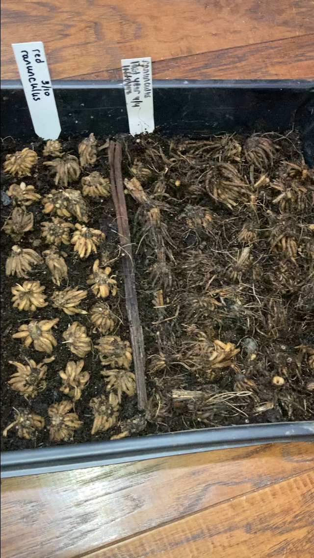 ranunculus corms lined up close together before being covered with soil