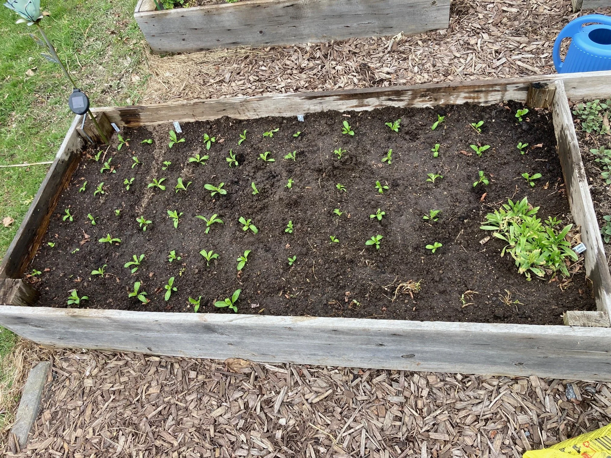 April 18 - planted out Sweet William, the thick patch on the far right, and a few on the bottom right, are last year's plants that survived the winter