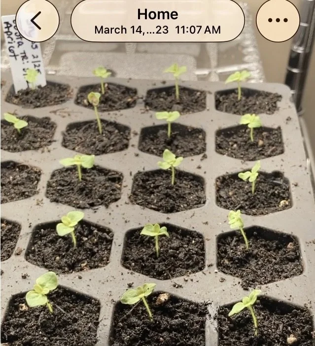 March 14 - transplanted into 72 cell tray, I planted them deep so no more spindly, stretched necks