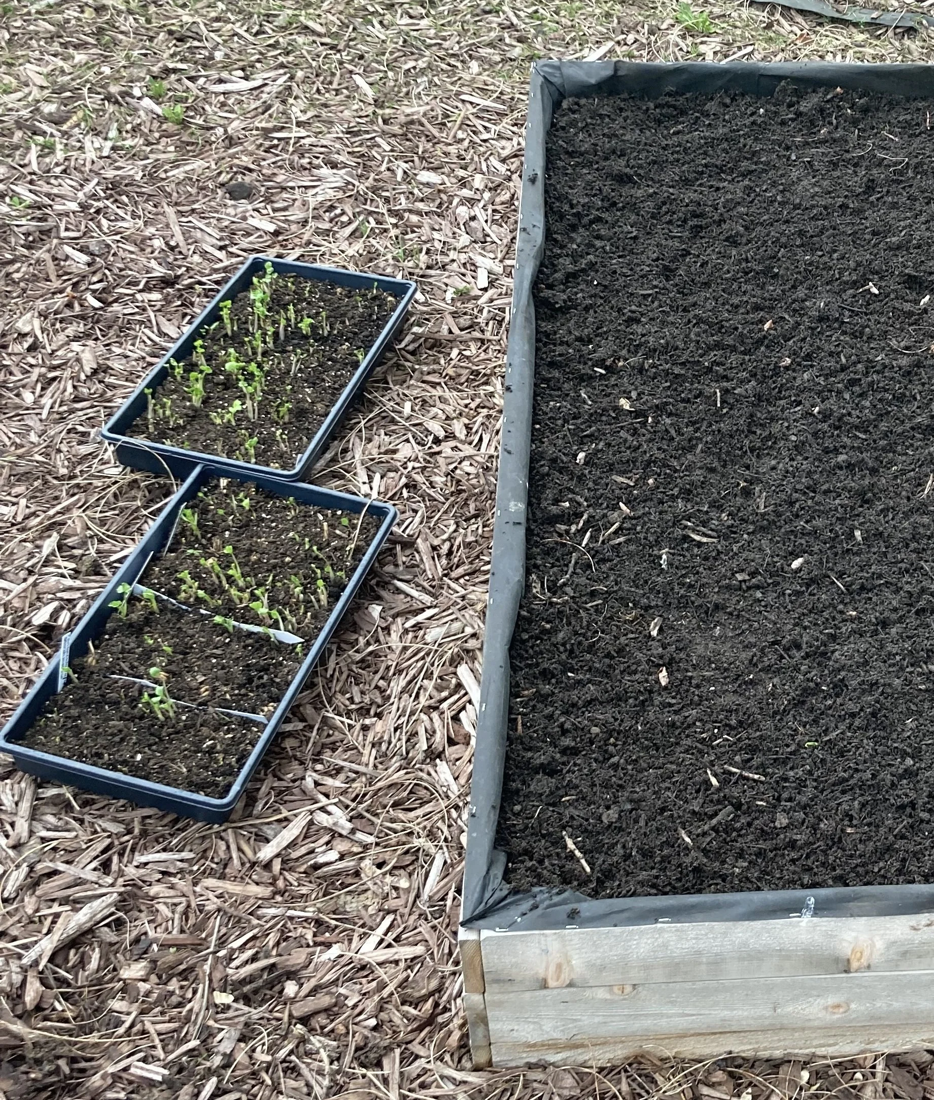 2 ranunculus trays on planting day April 22, 2023
