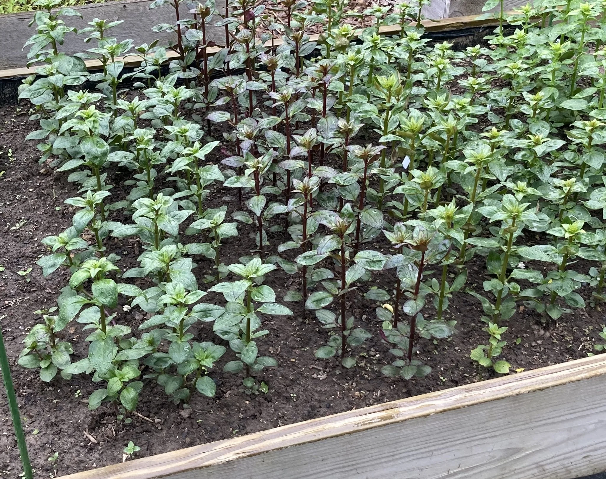 June 11 - snapdragons getting big