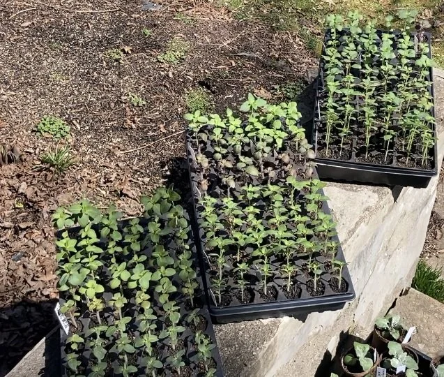 April 1 - hardening off