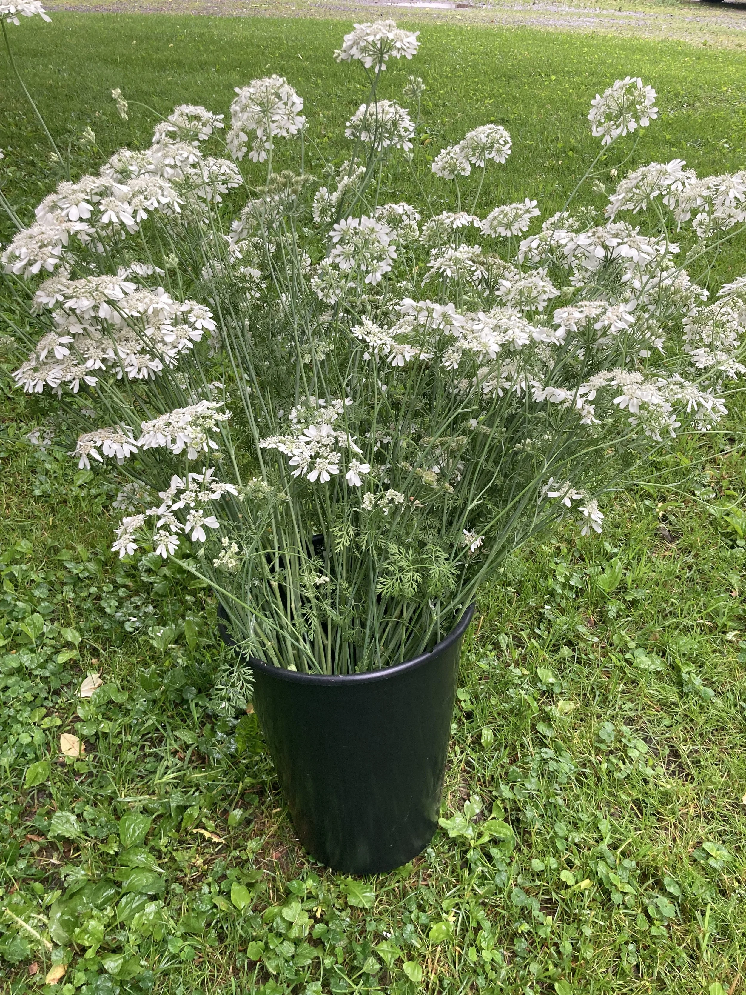 bucket of orlaya