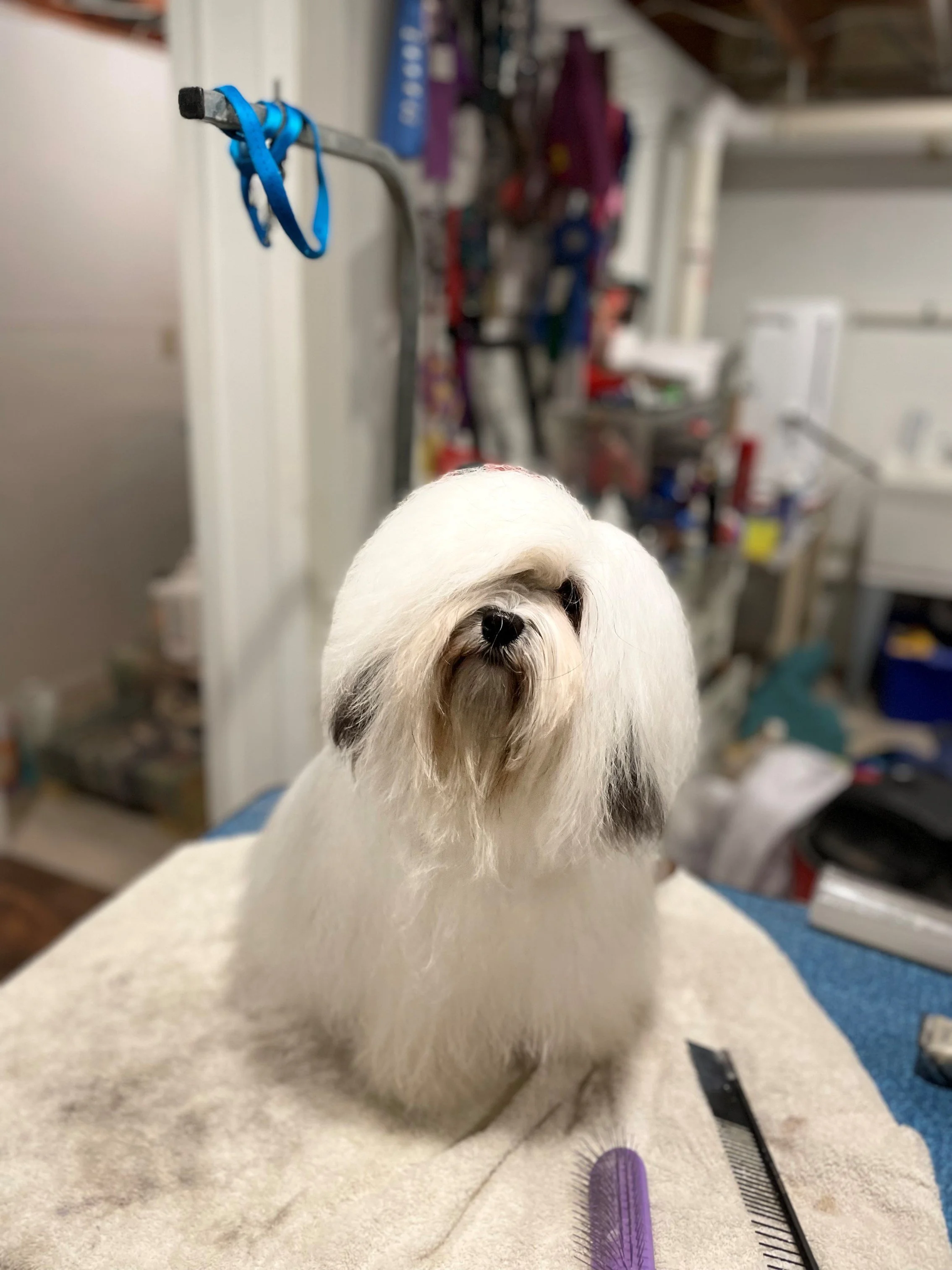 A small white dog with long fur and black spots near its eyes, sitting on a grooming table with grooming tools nearby, in a grooming salon.