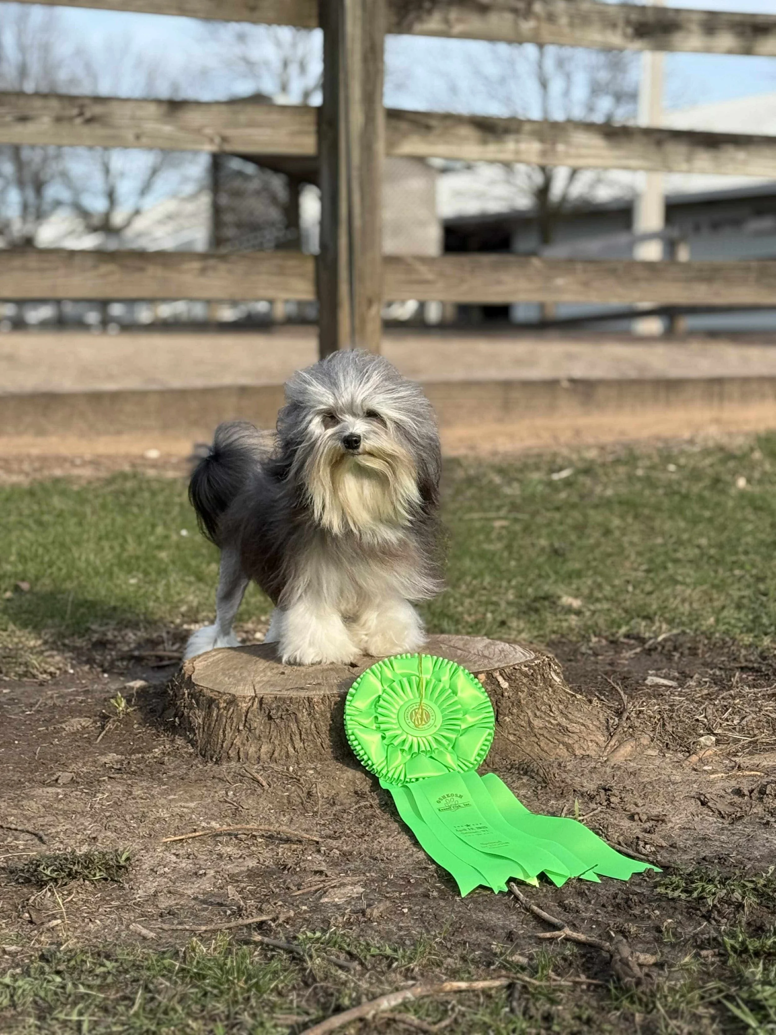 Small dog with long, fluffy fur standing on a tree stump outdoors, next to a bright green award ribbon.