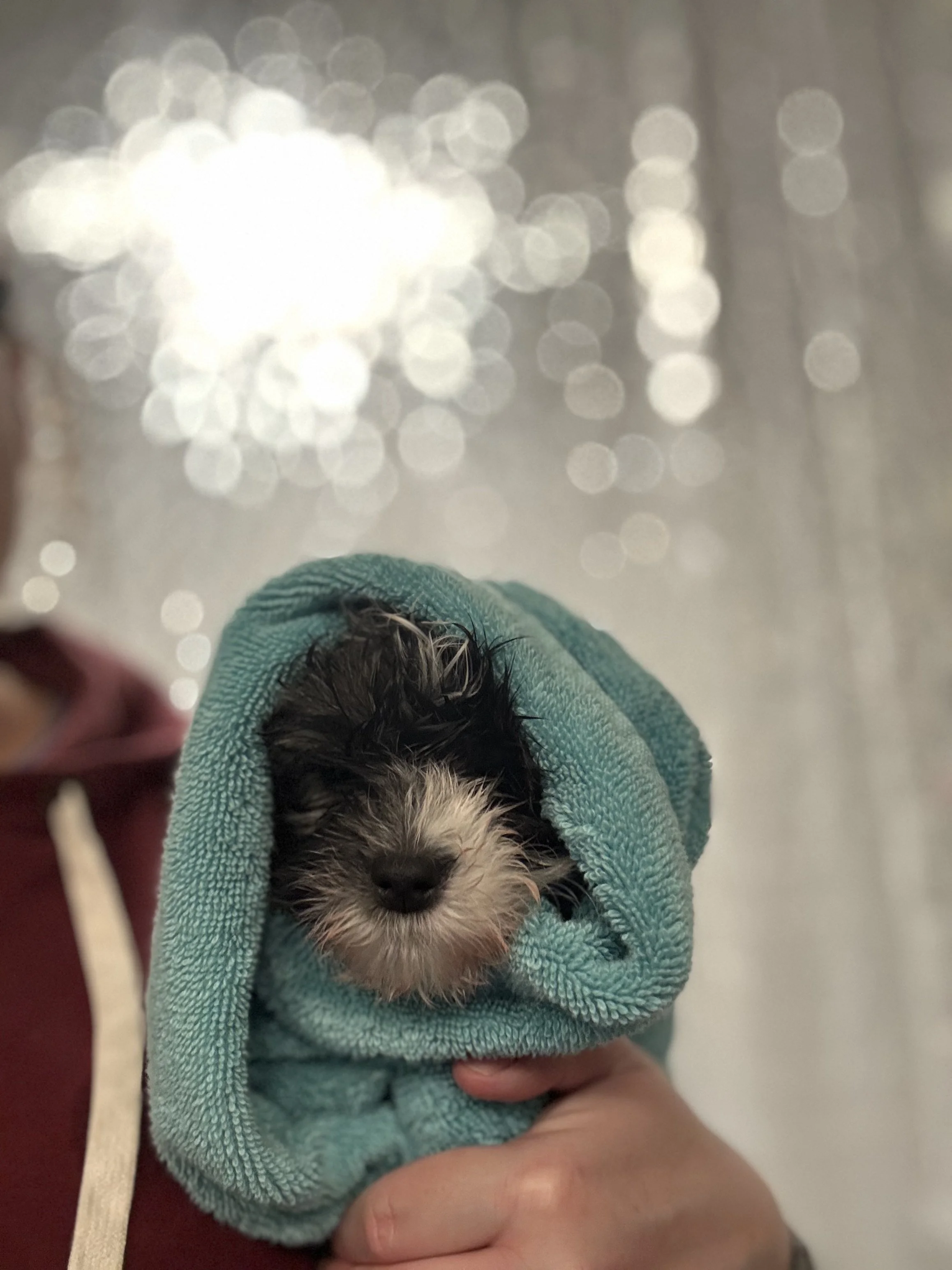 Rubba Dub Dub there’s a Lowchen in the Tub!