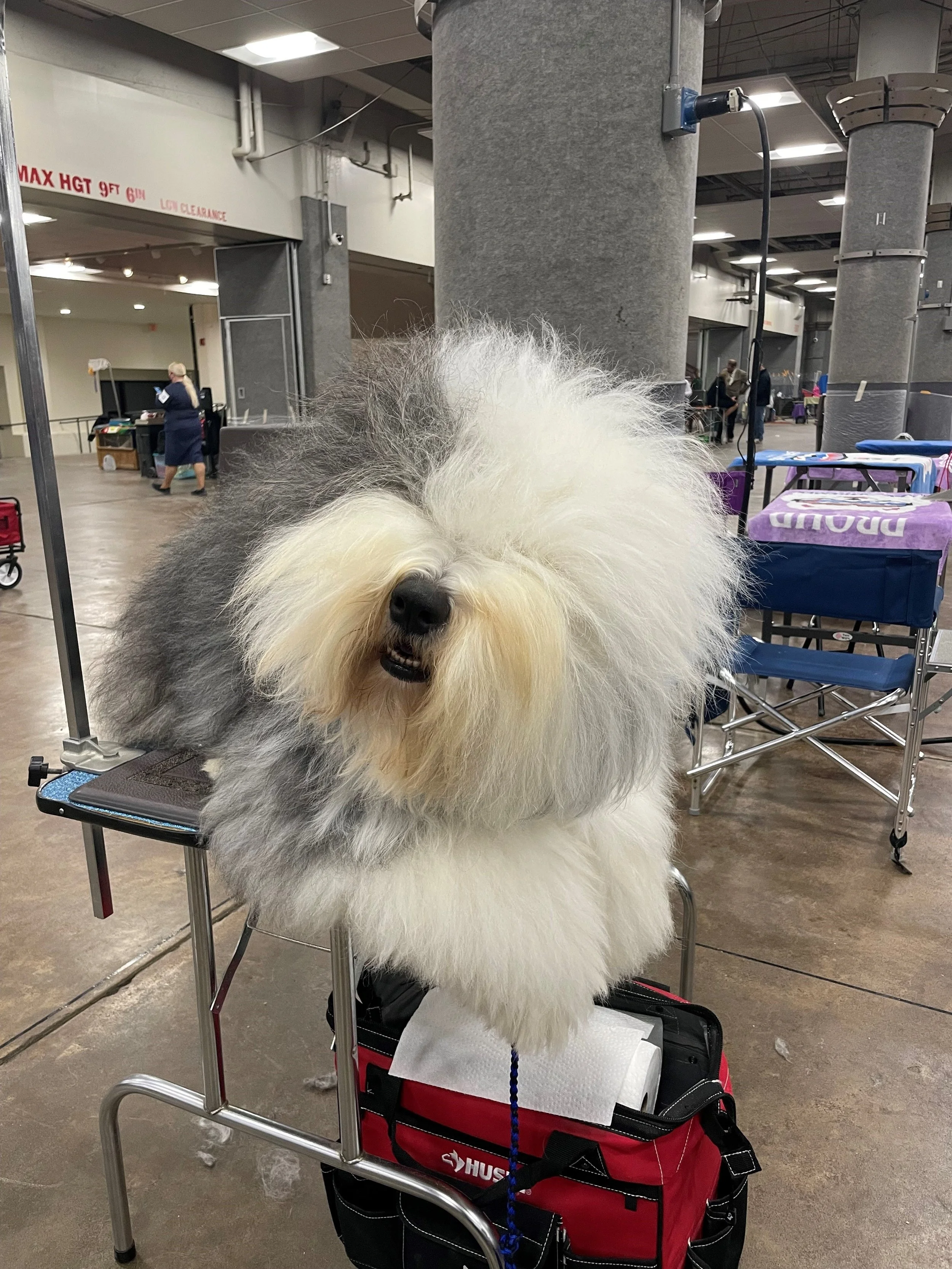 A fluffy Bearded Collie covered with a thick coat of white and gray fur, standing on a grooming table in an indoor grooming area.