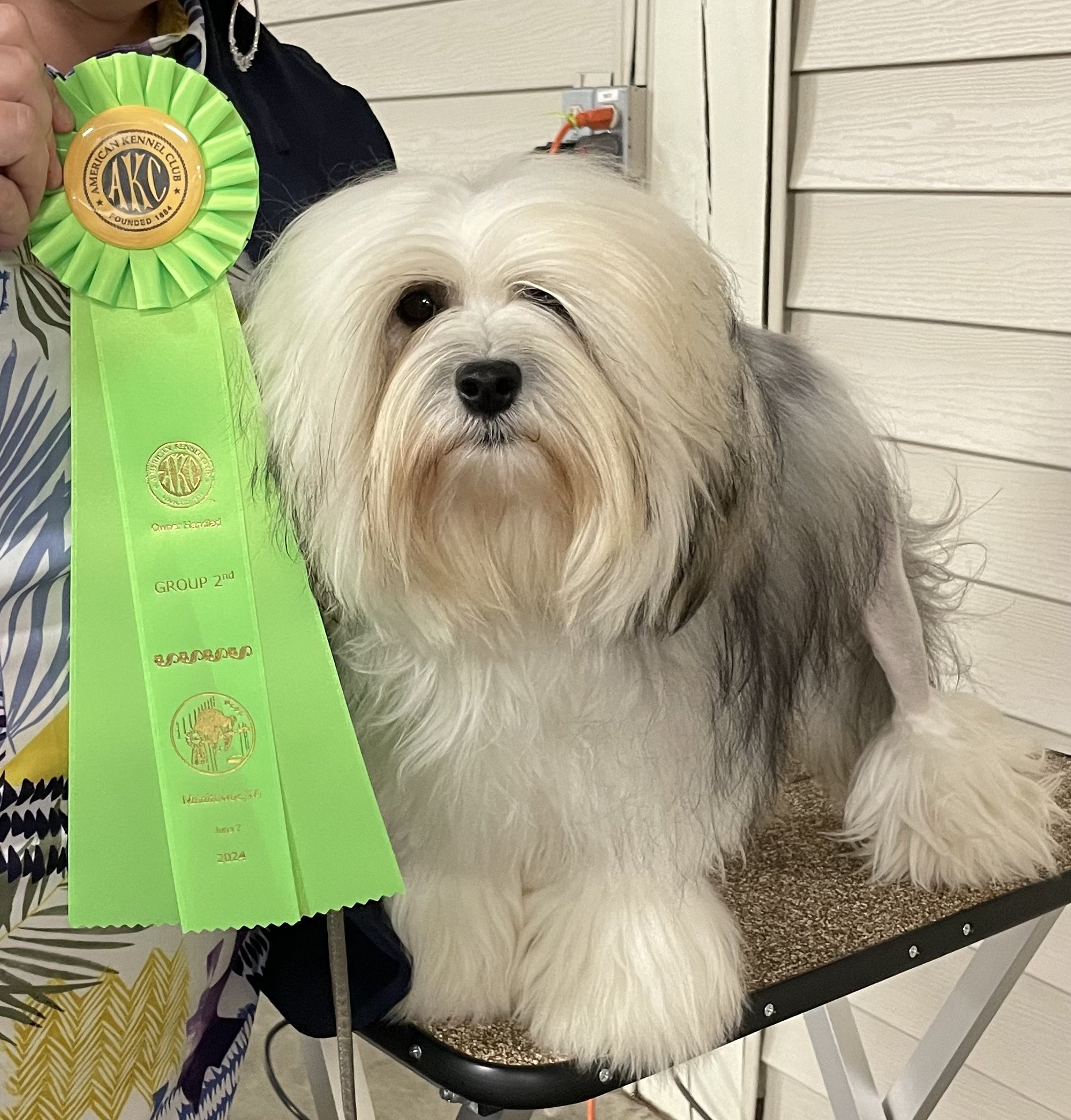 A fluffy, long-haired dog sitting on a grooming table with a green ribbon award in its mouth.