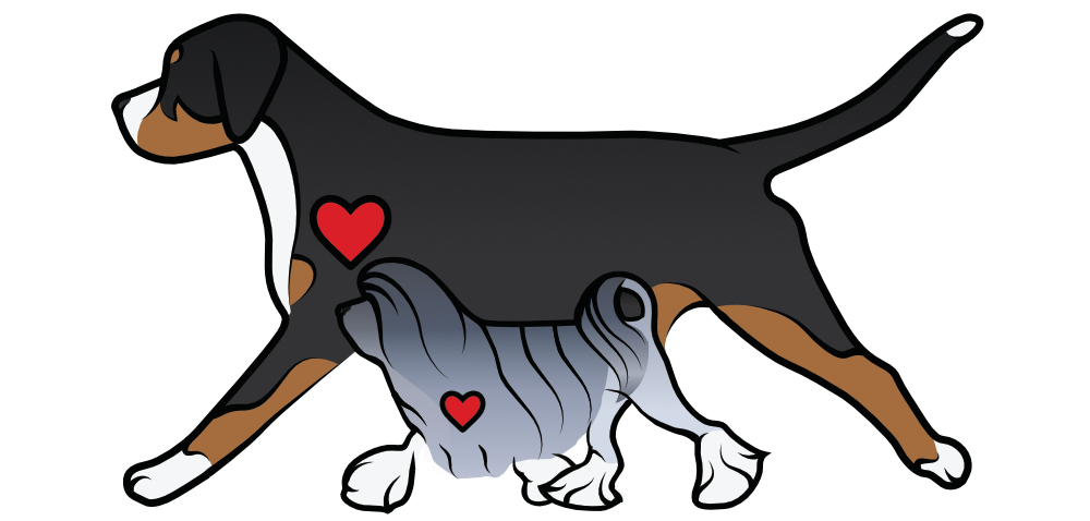 Löwchen, service dogs, non-shedding,