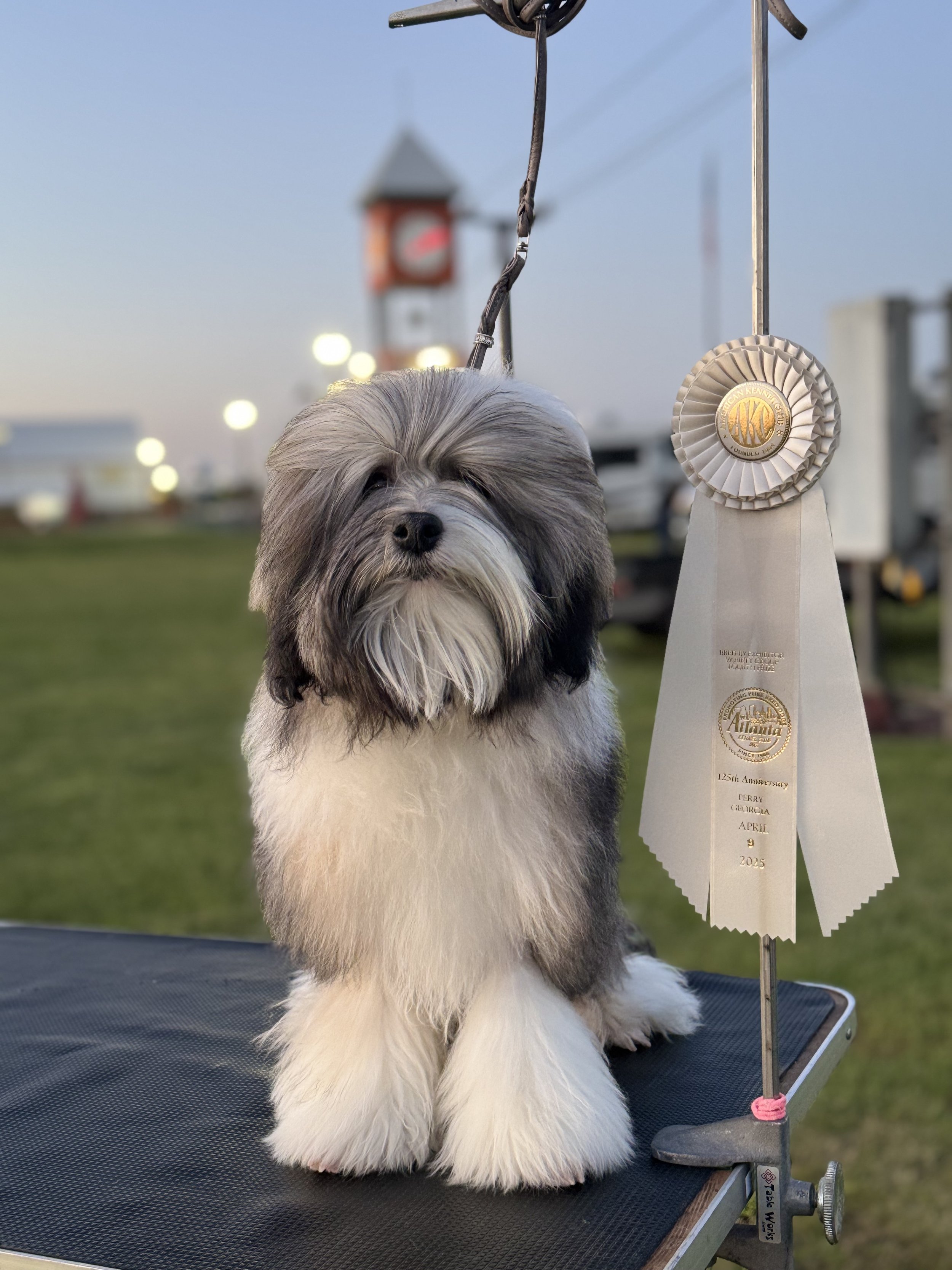 A small dog, possibly a Bearded Collie, sitting on a grooming table next to a first-place ribbon award, with a clock tower and outdoor setting in the background during dusk.