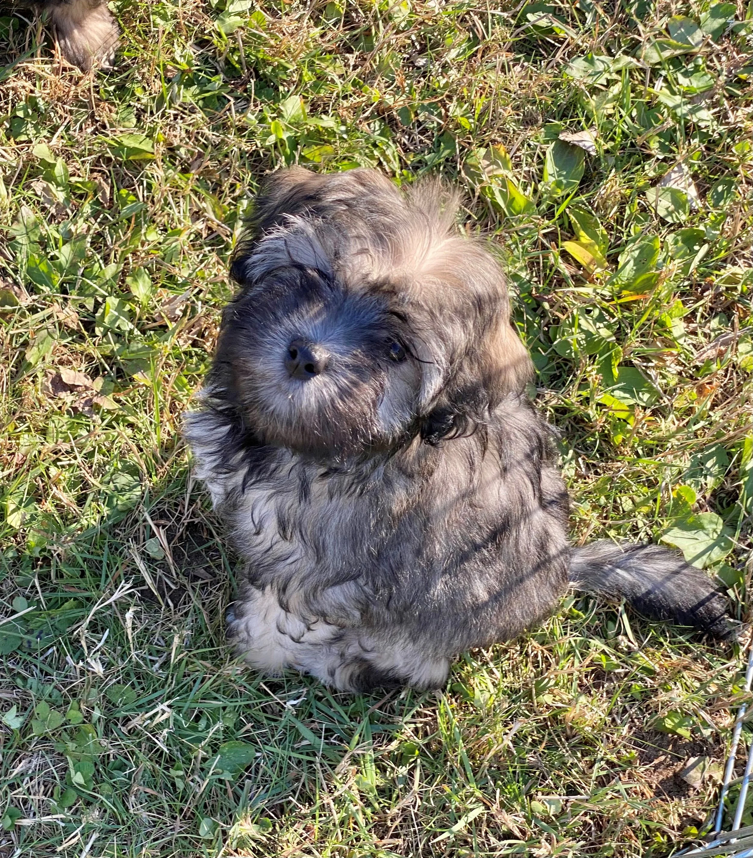 A fluffy puppy sitting on grass and leaves, looking up at the camera.