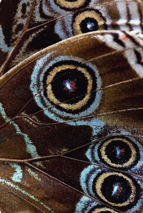Close-up image of butterfly wings displaying eye-like patterns in shades of brown, blue, and yellow.