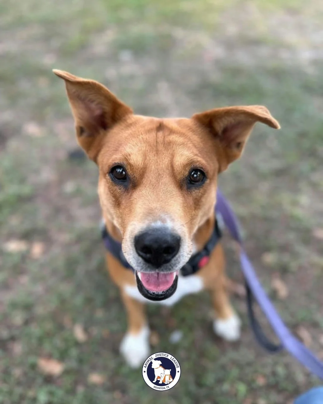Love is real, and it has four legs. 🐶🐱

We&rsquo;re hosting Animal Justice League this Sunday, 1/11, on the patio from 12&ndash;3pm with adoptable cats and dogs ready to meet you.

Come for brunch, stay for the love.

PS: no pets go home on Sunday,