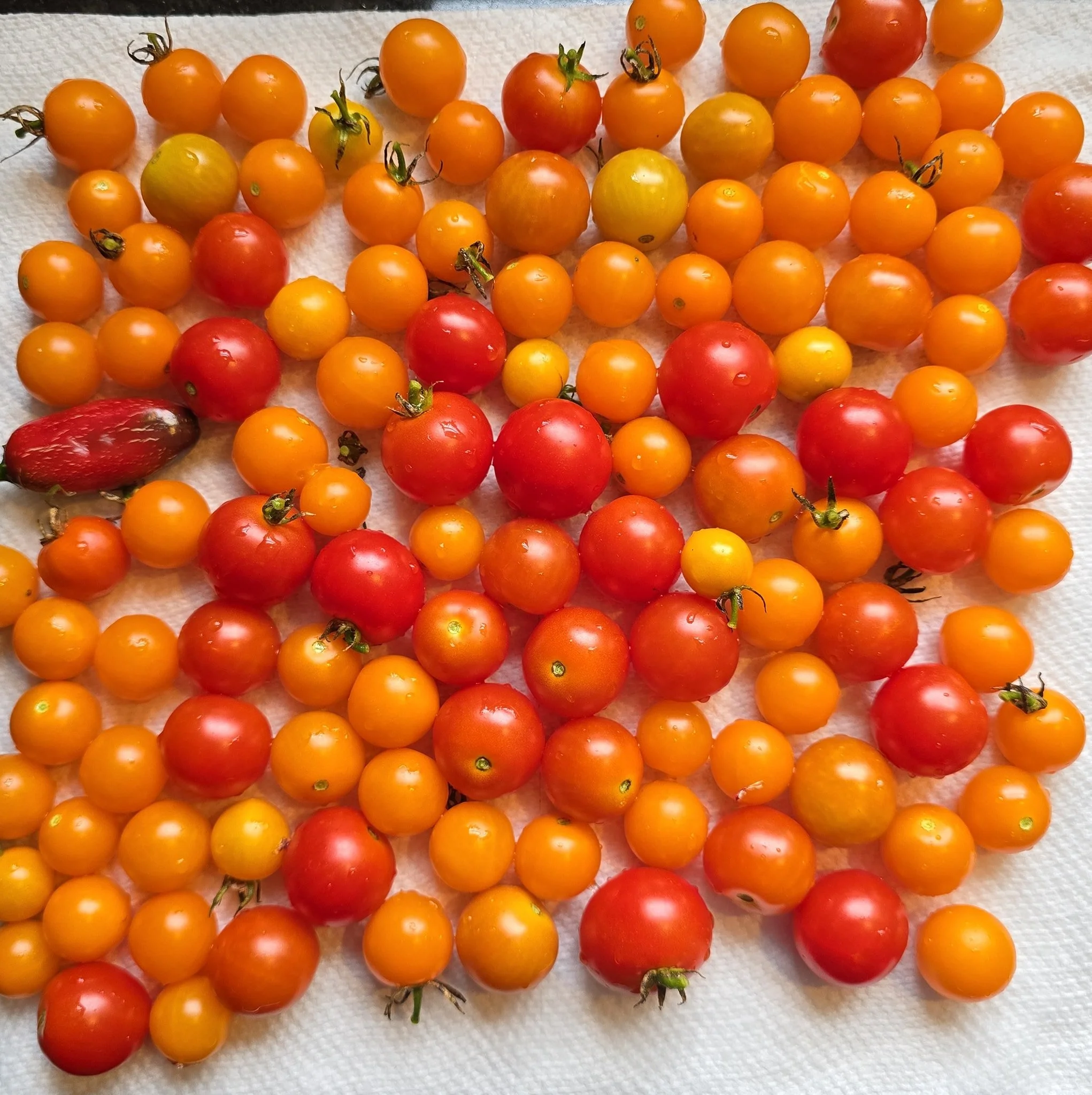 Taking care of my friend's plants while they're on vacation, so they welcomed me to anything that grows while they're gone! Got some beautiful Golden and Cherry tomatoes that look absolutely amazing! But wait... Something looks off... Is there an imp